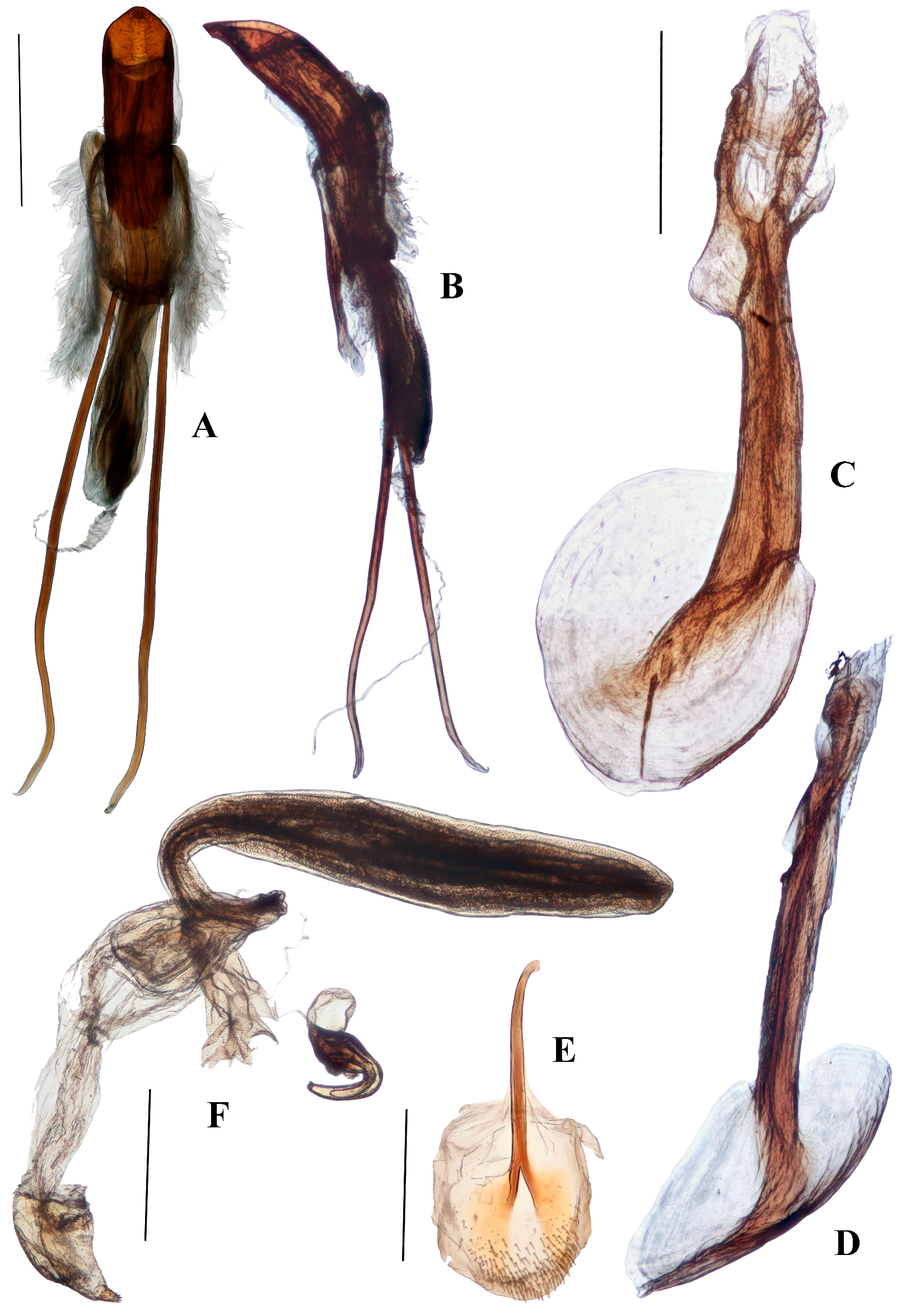 Diversity 10 00082 g008