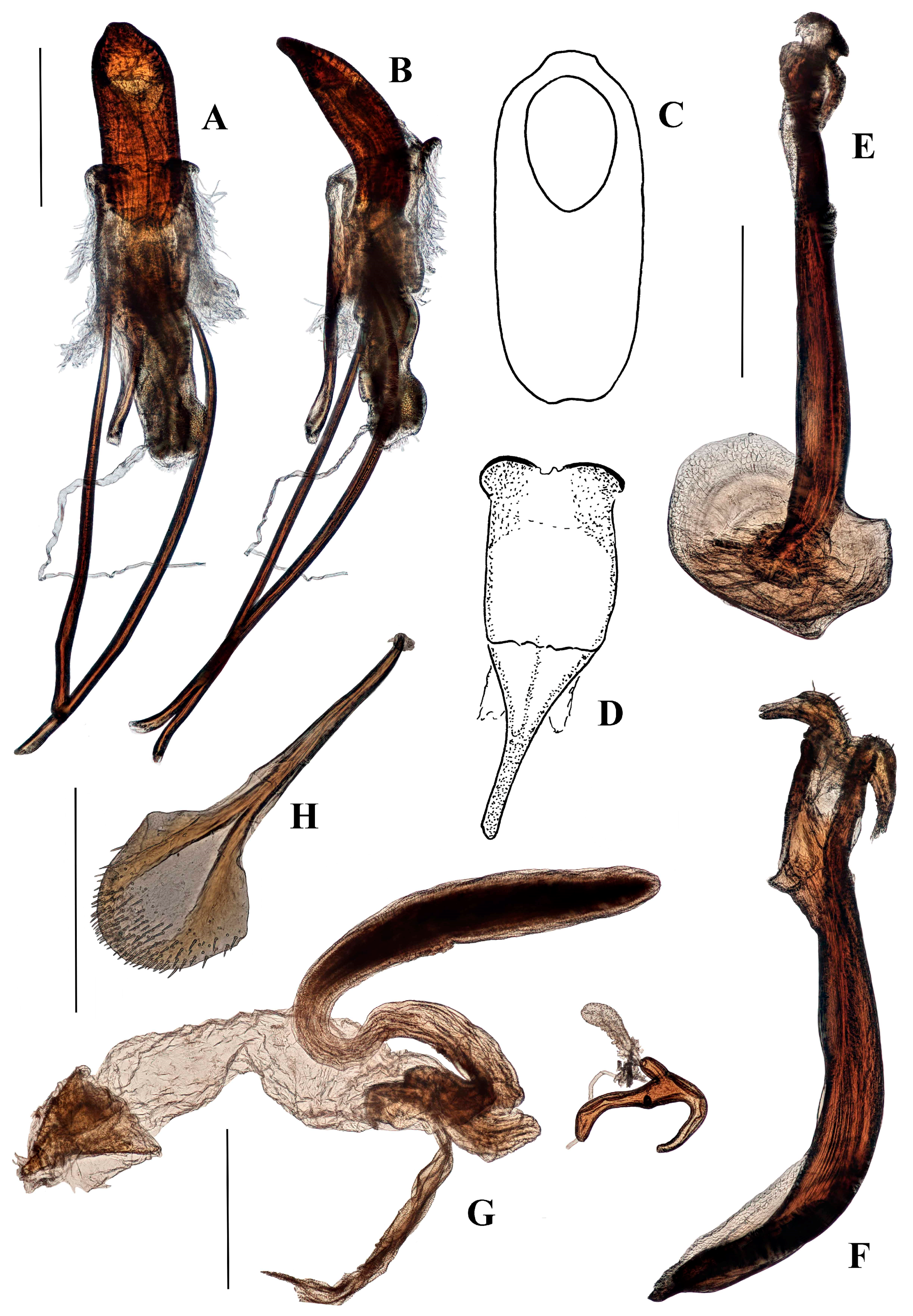 Diversity 10 00082 g012