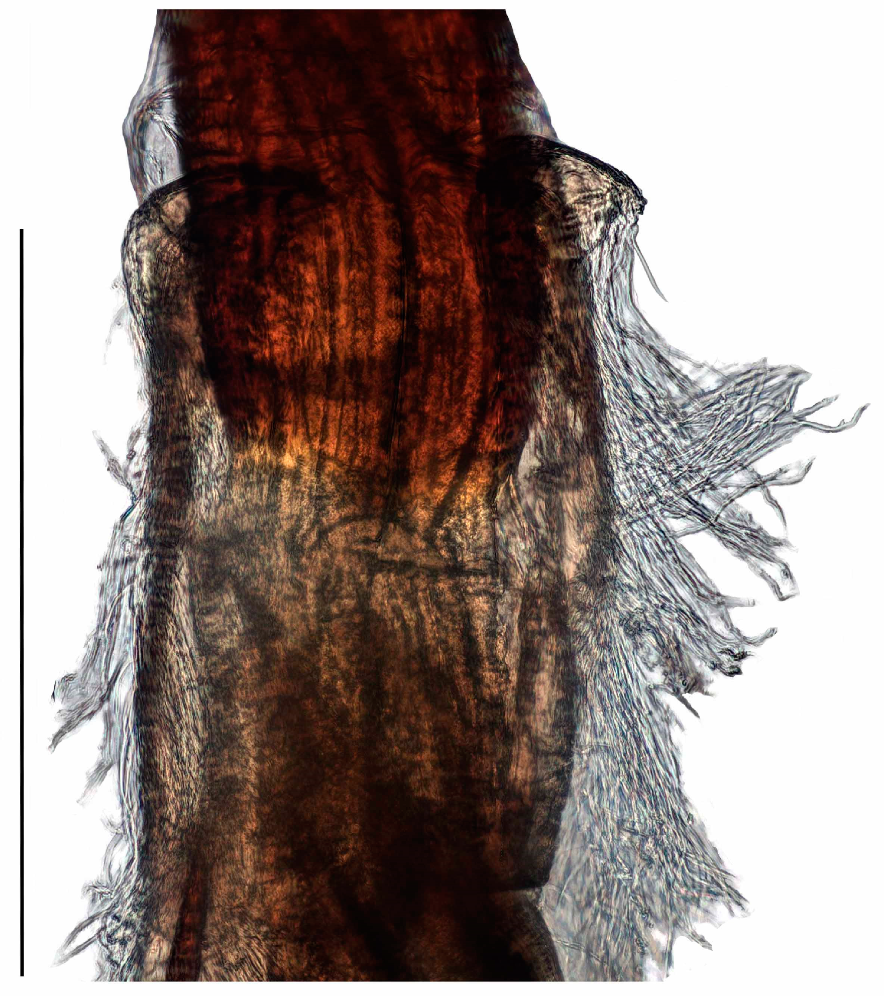 Diversity 10 00082 g013