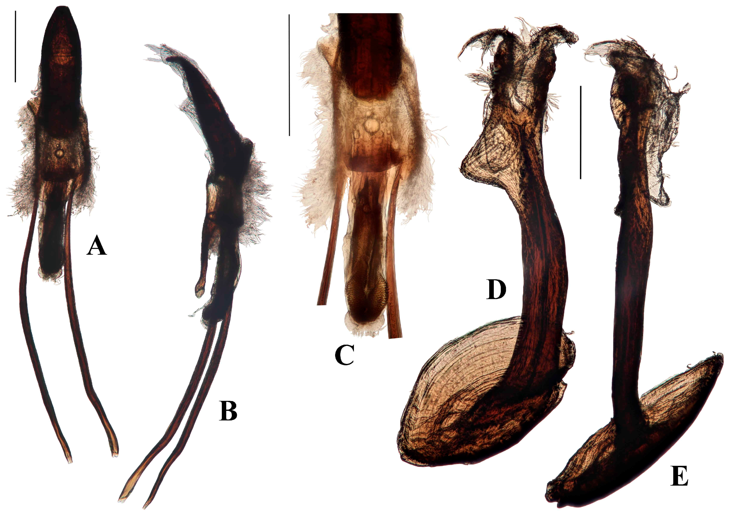 Diversity 10 00082 g017