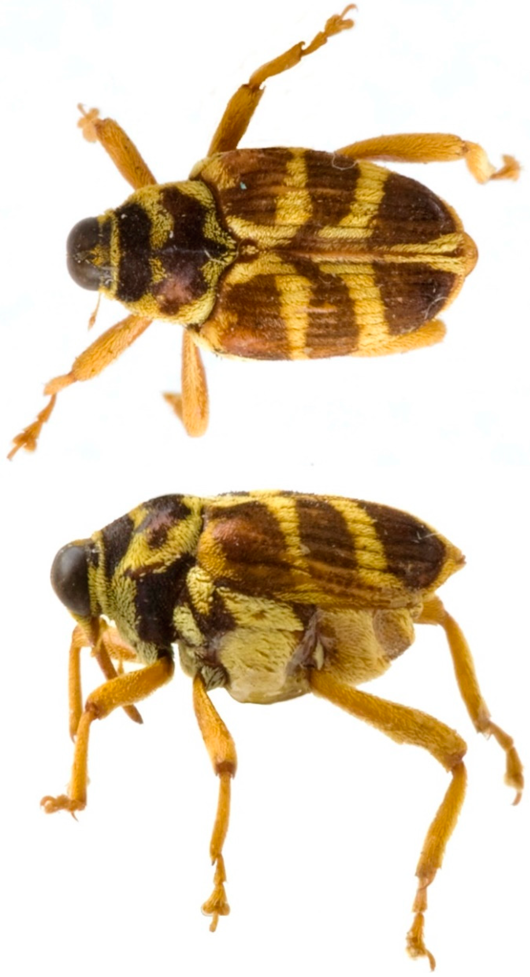 Diversity 10 00084 g001 550