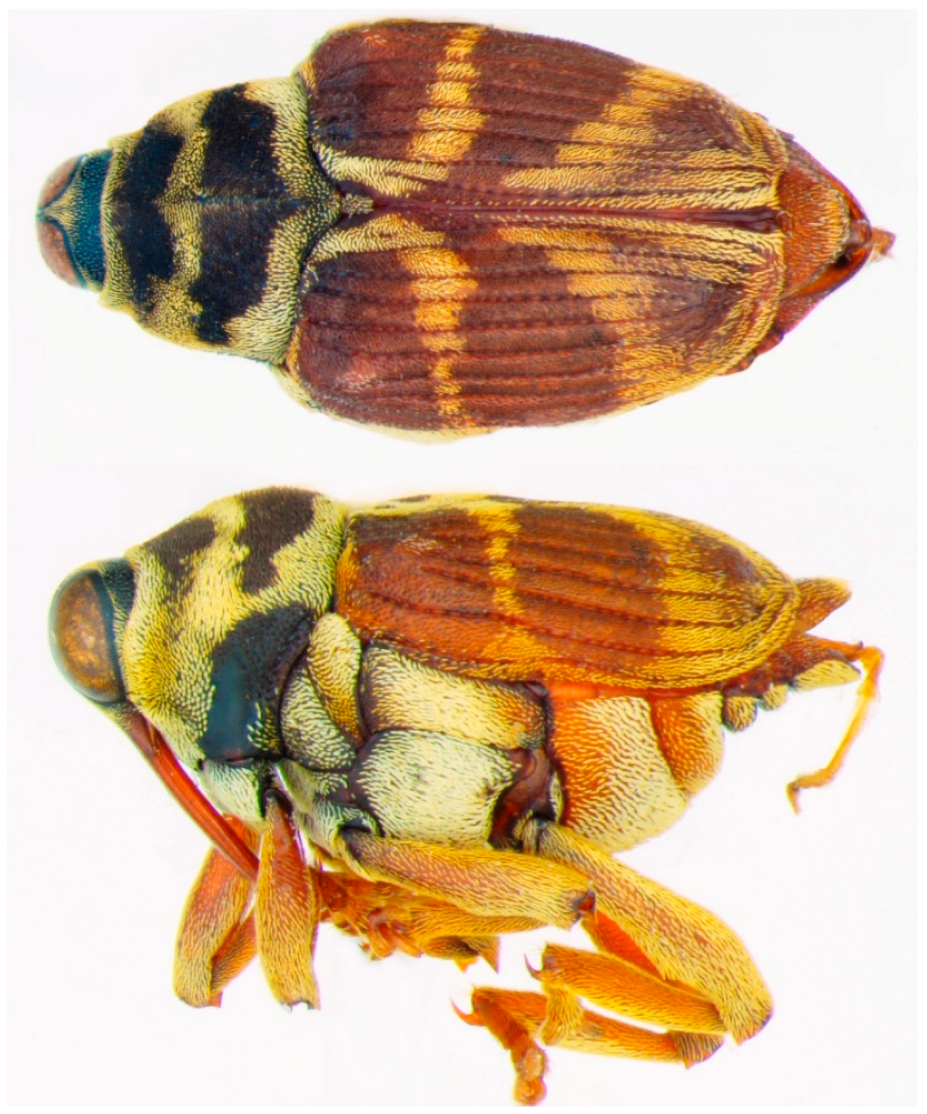 Diversity 10 00084 g002 550