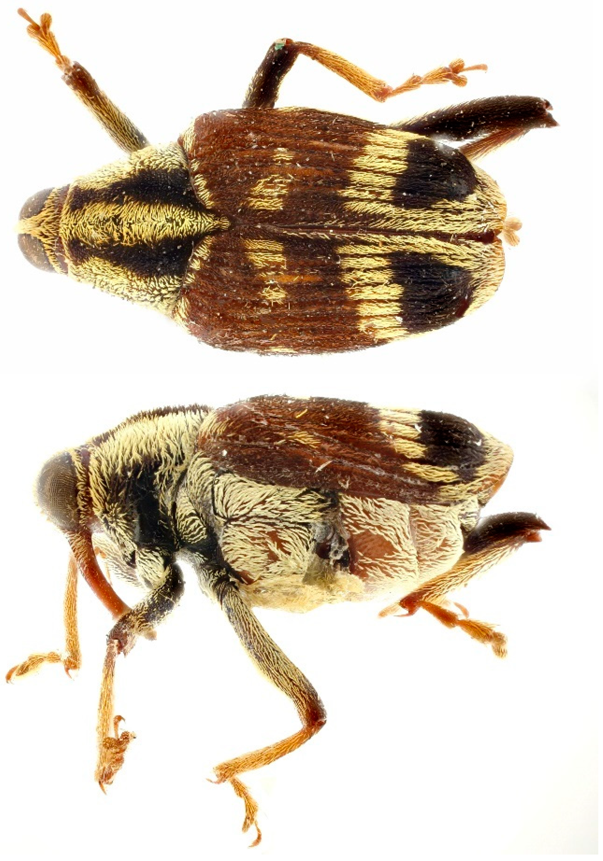 Diversity 10 00084 g003 550