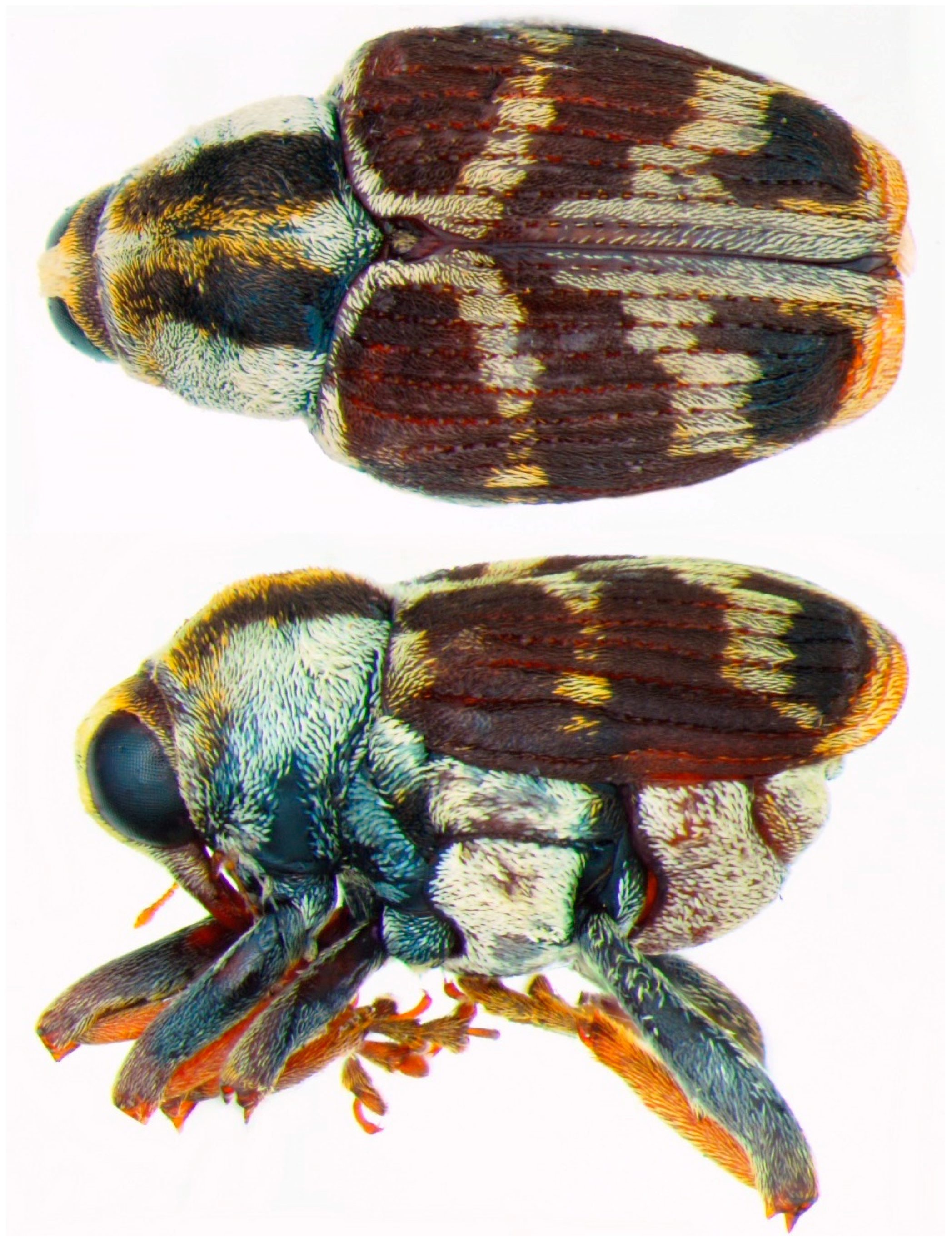 Diversity 10 00084 g005 550