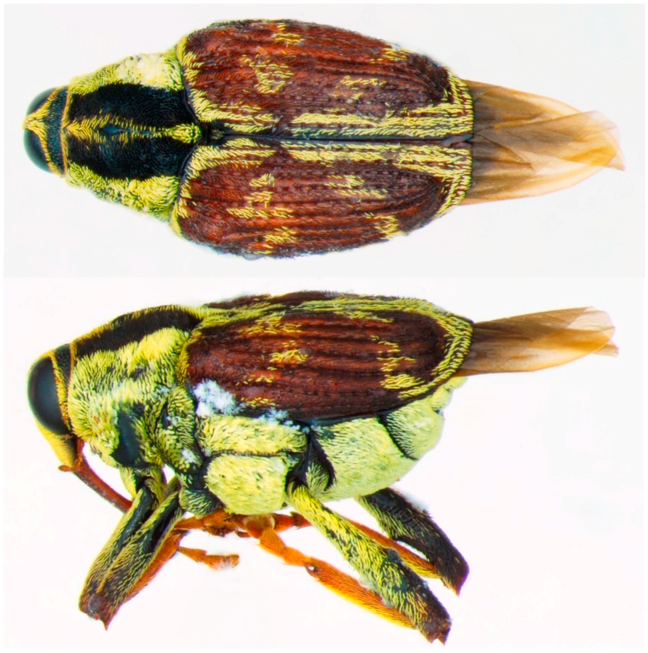 Diversity 10 00084 g006 550