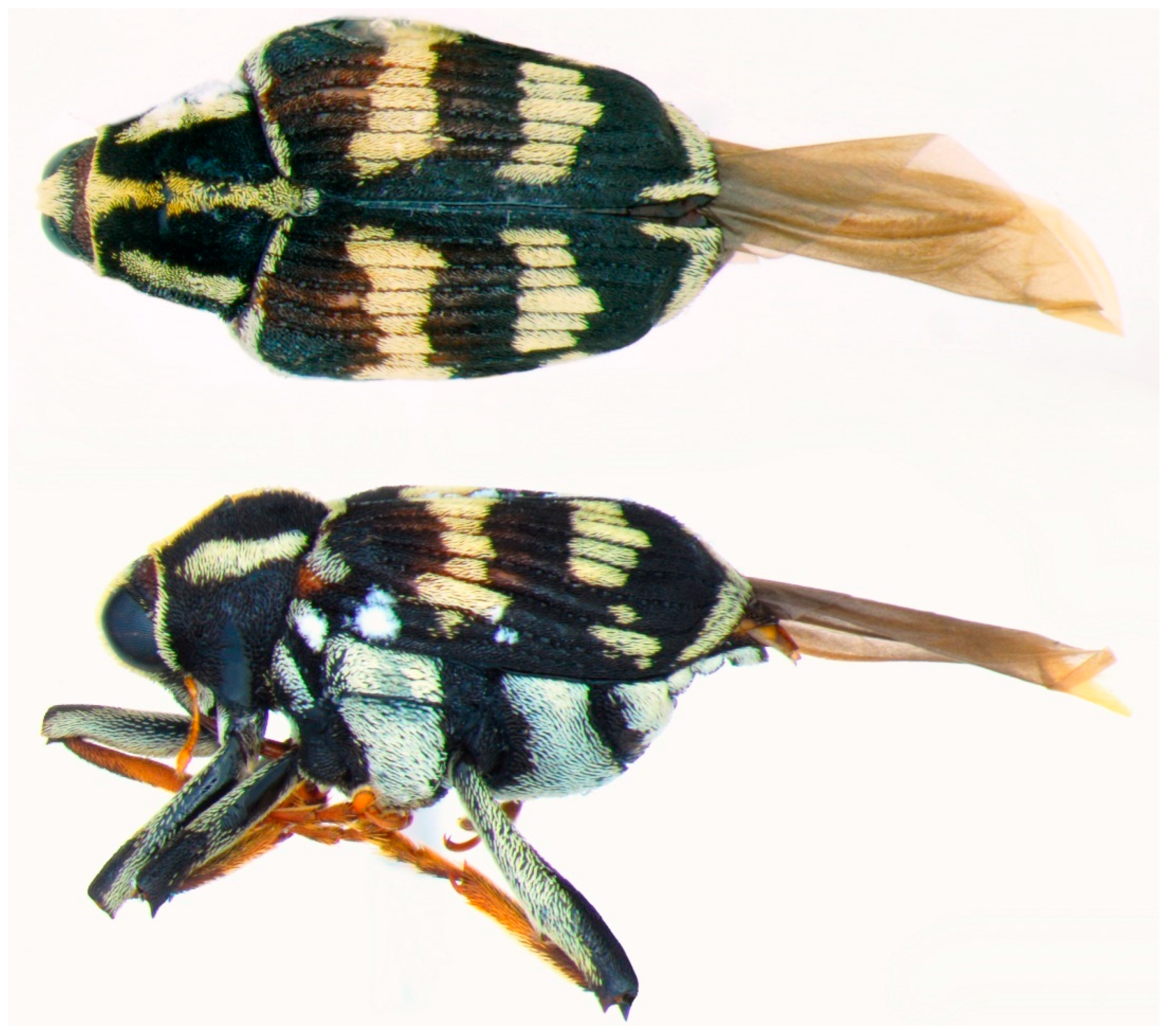 Diversity 10 00084 g007 550