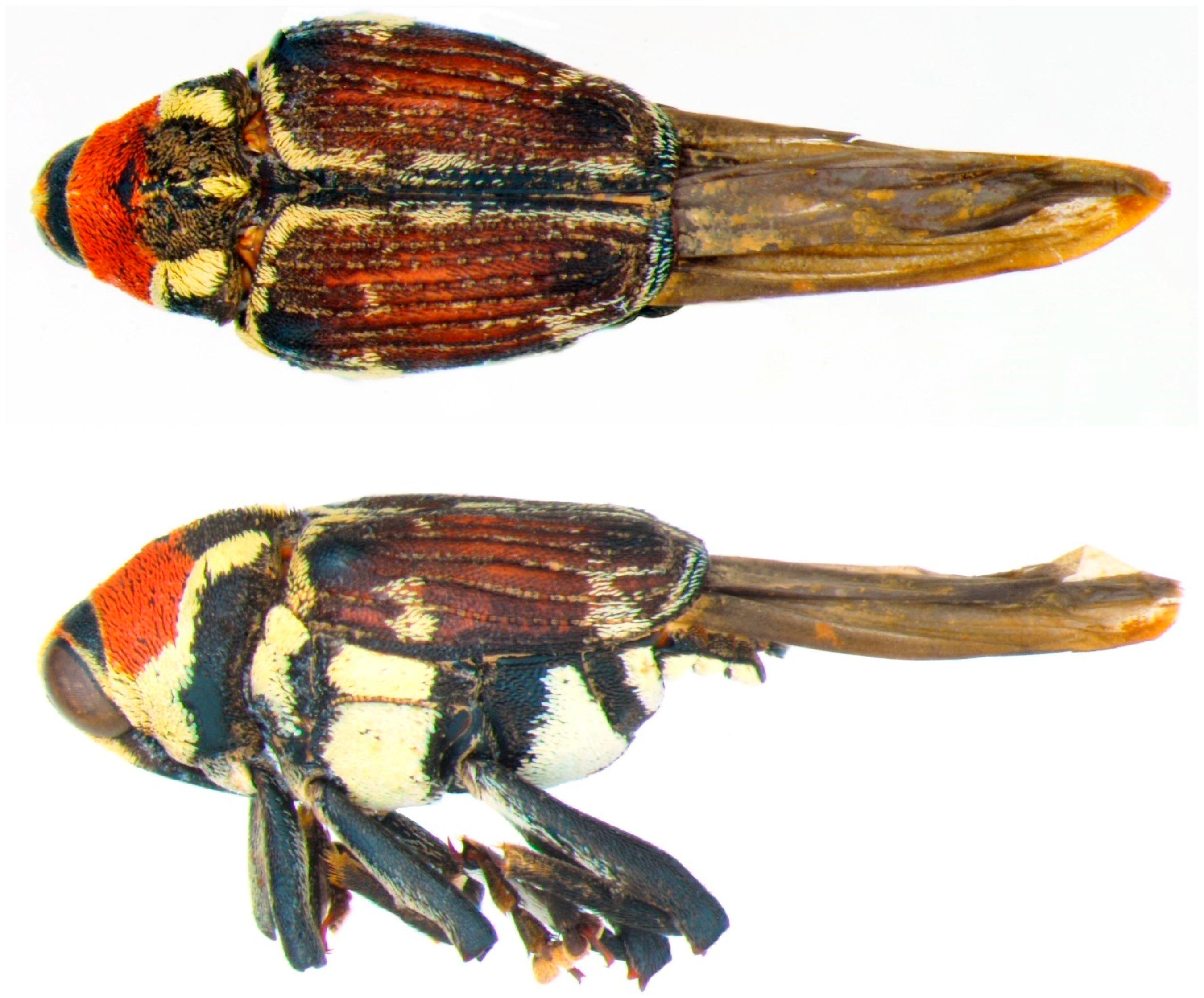 Diversity 10 00084 g008 550