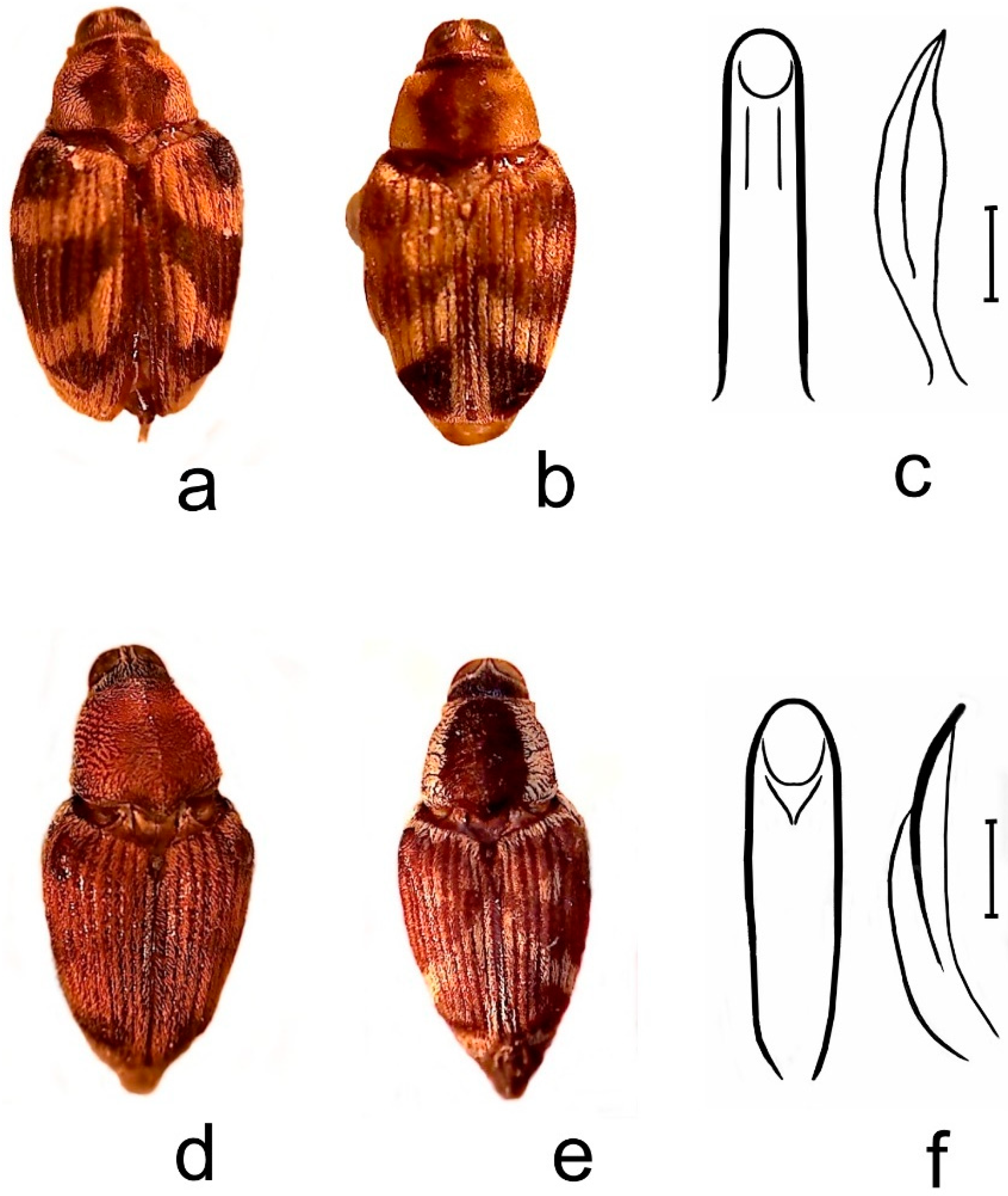Diversity 10 00084 g010 550