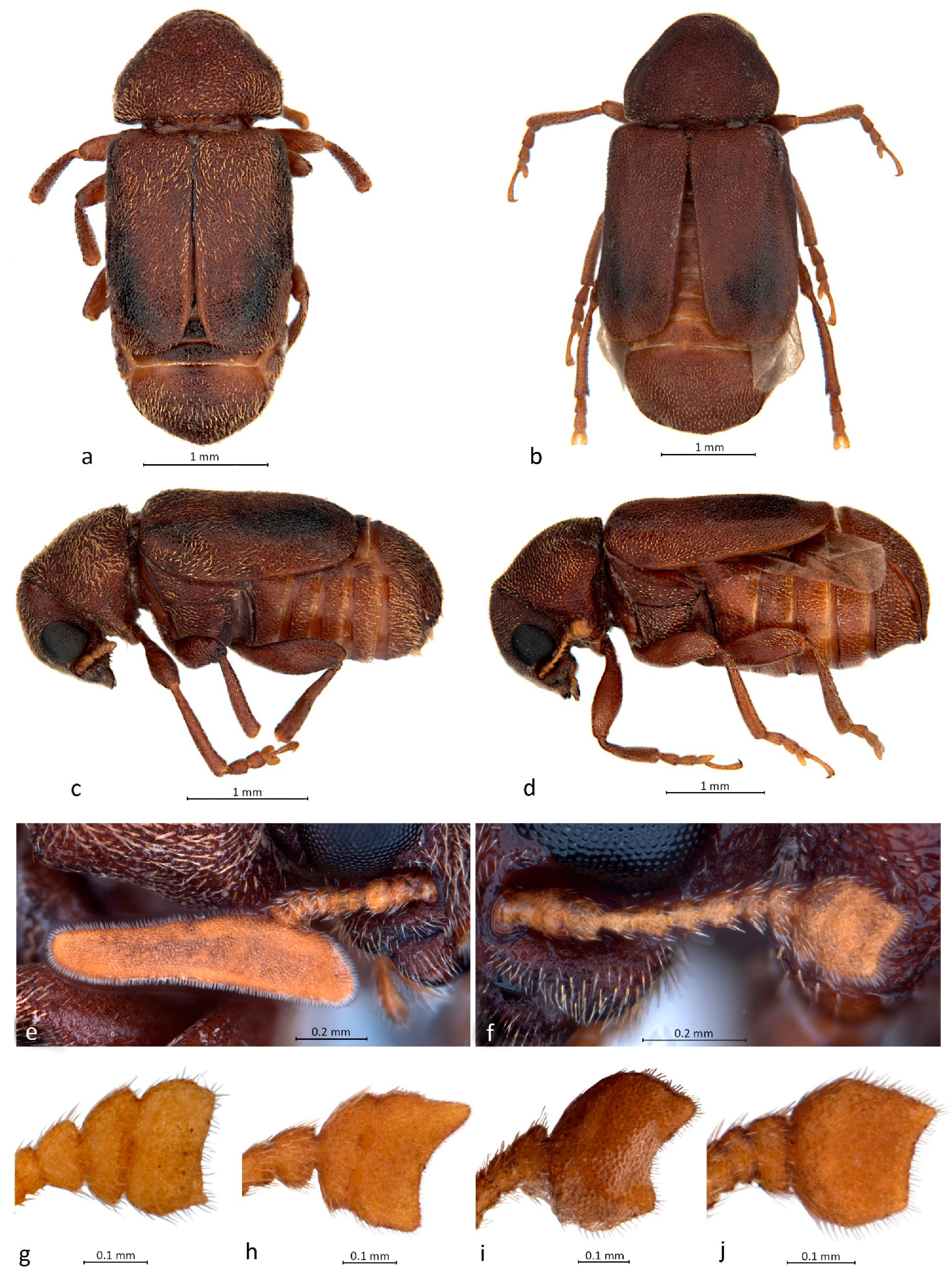 Diversity 10 00092 g001