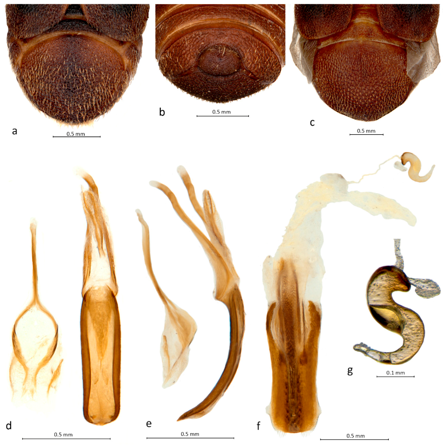 Diversity 10 00092 g002