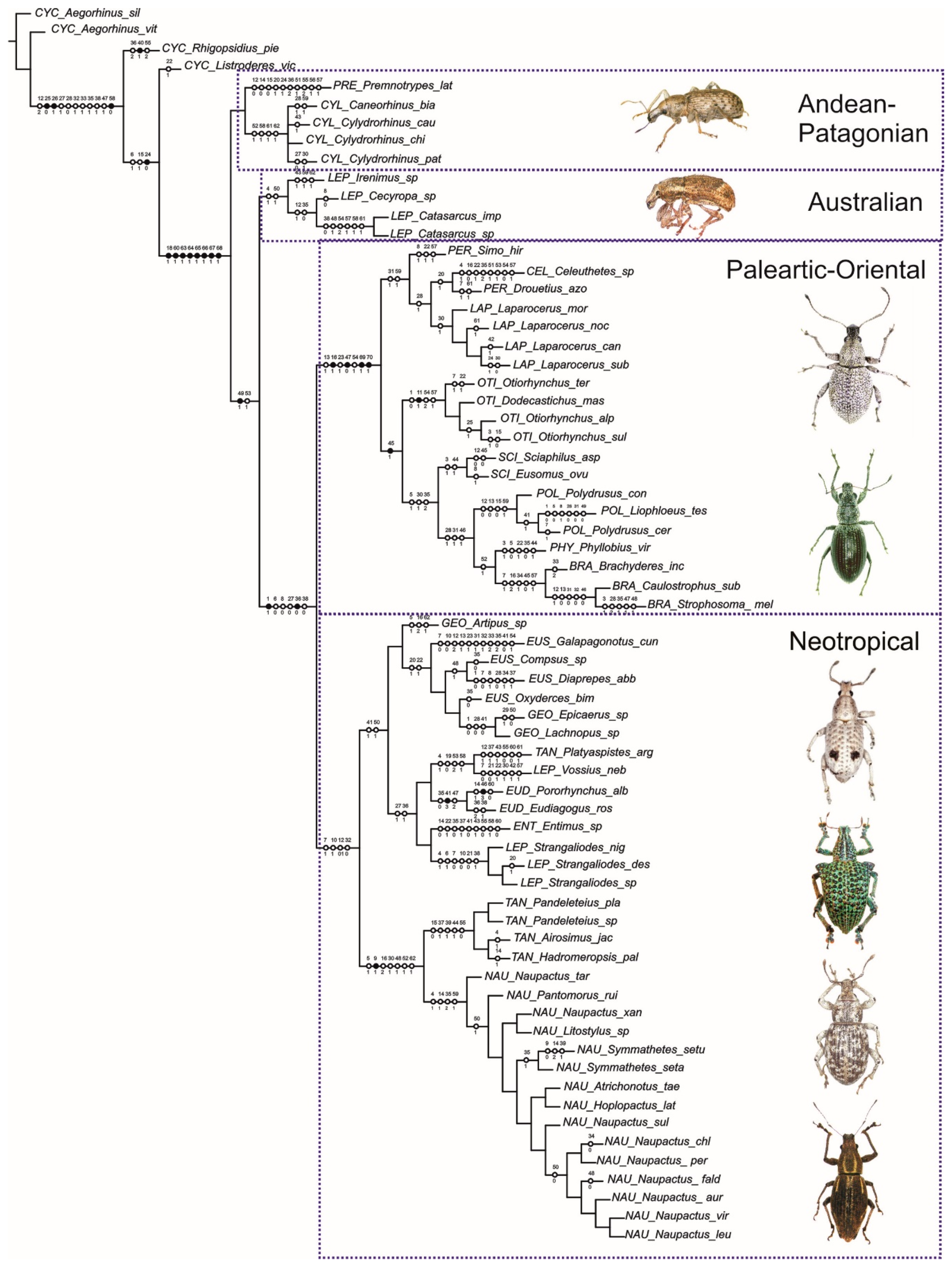 Diversity 10 00095 g007 Diversity 10 00095 g007