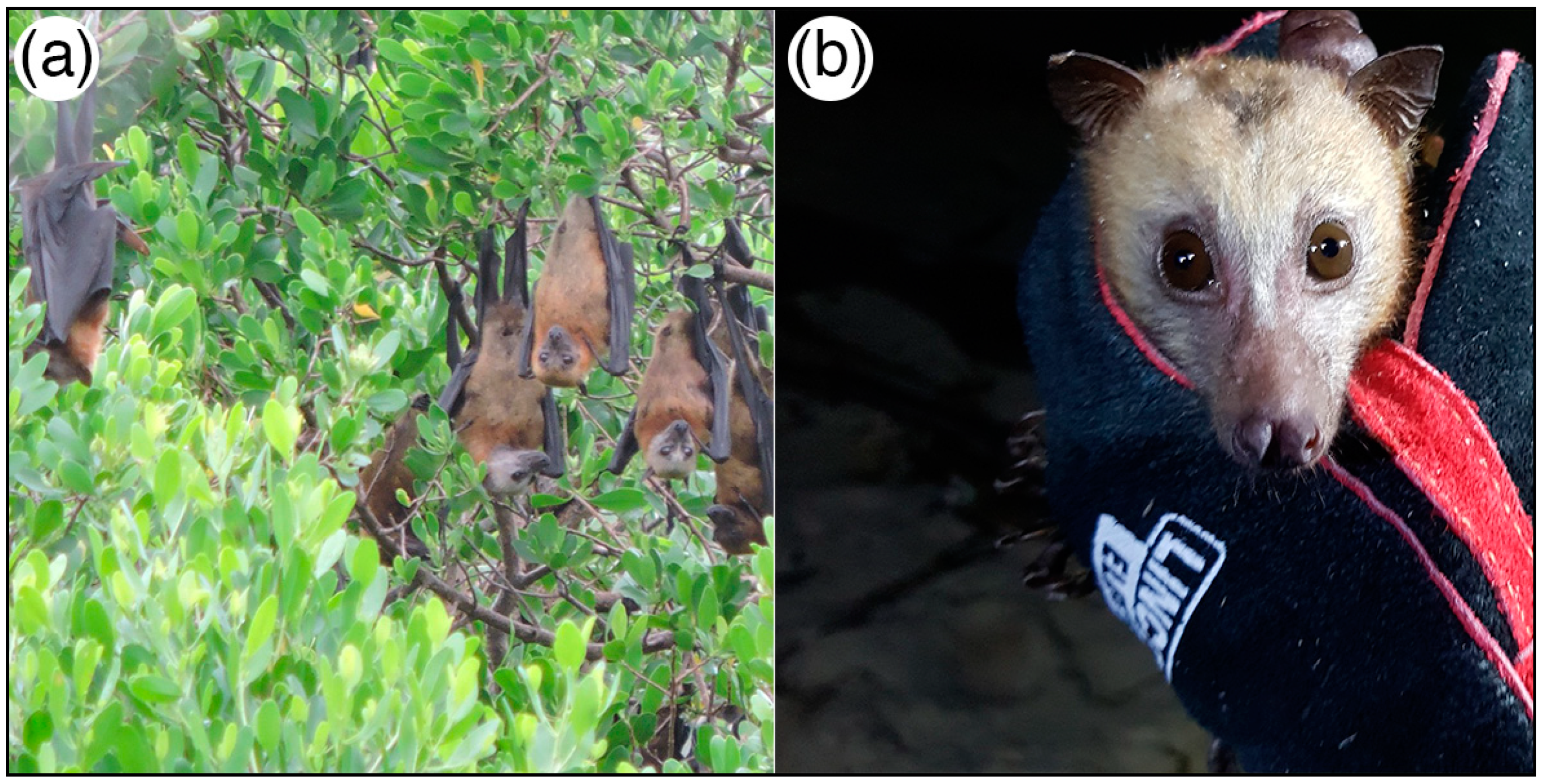 Diversity 10 00102 g002 550