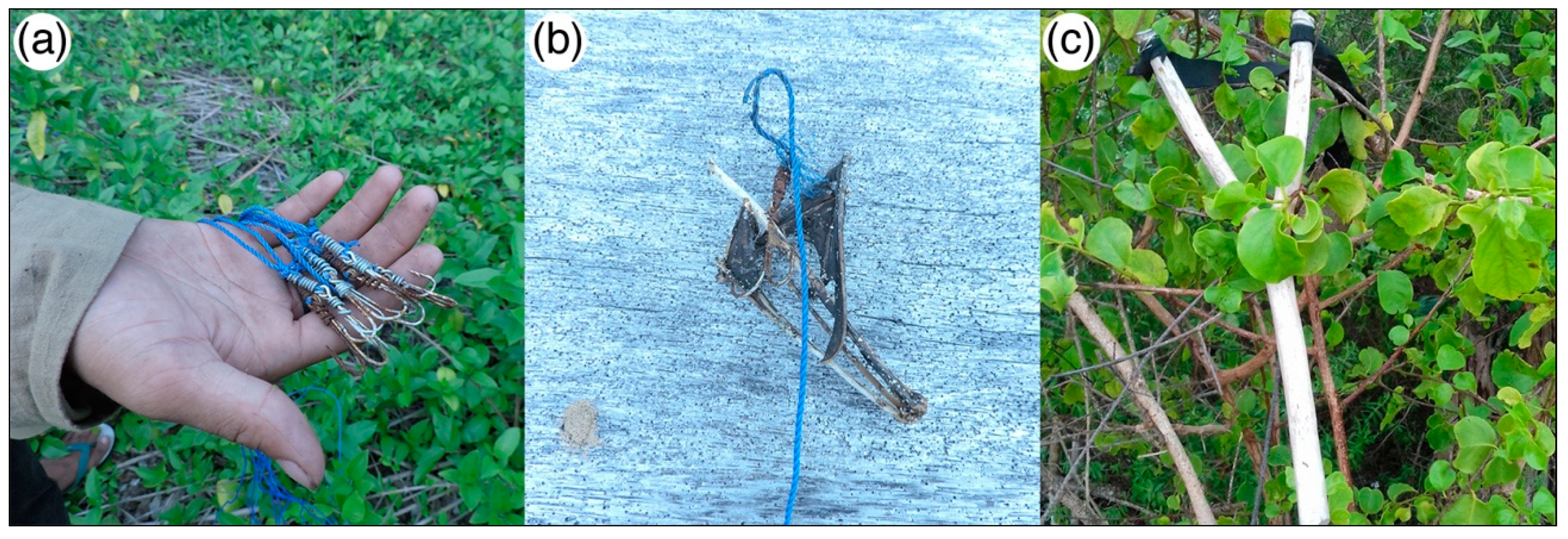 Diversity 10 00102 g003 550