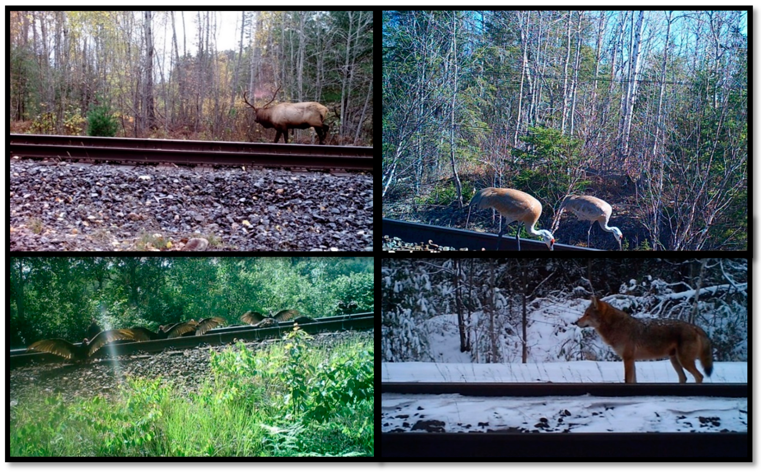 Diversity 10 00104 g002