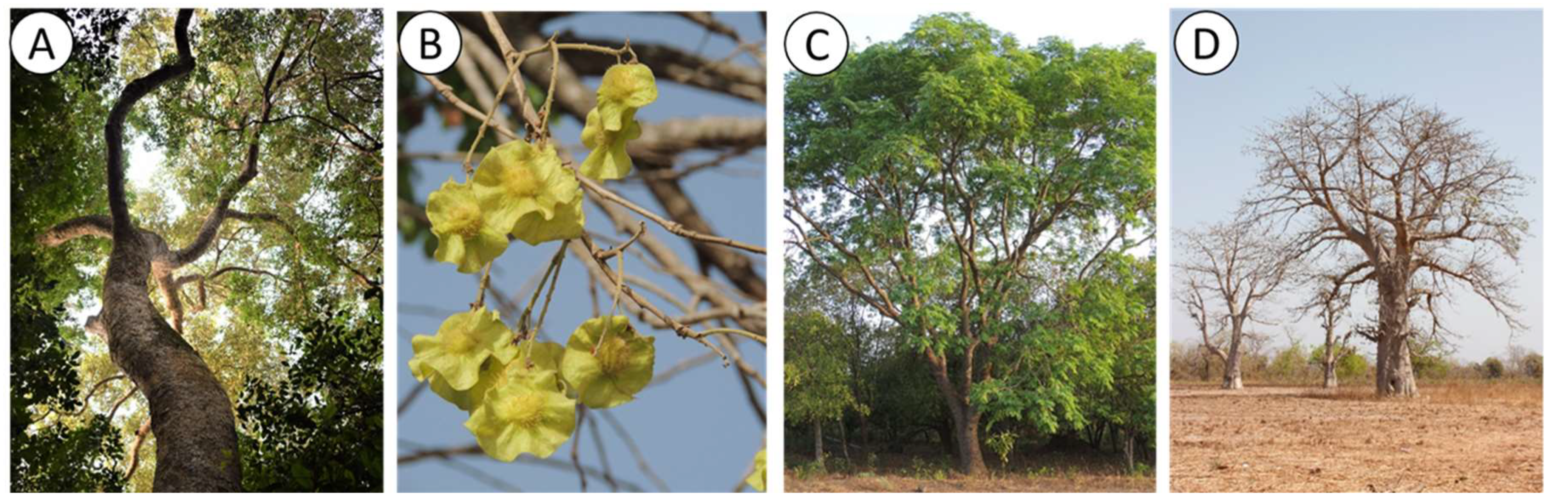 Diversity 10 00109 g002