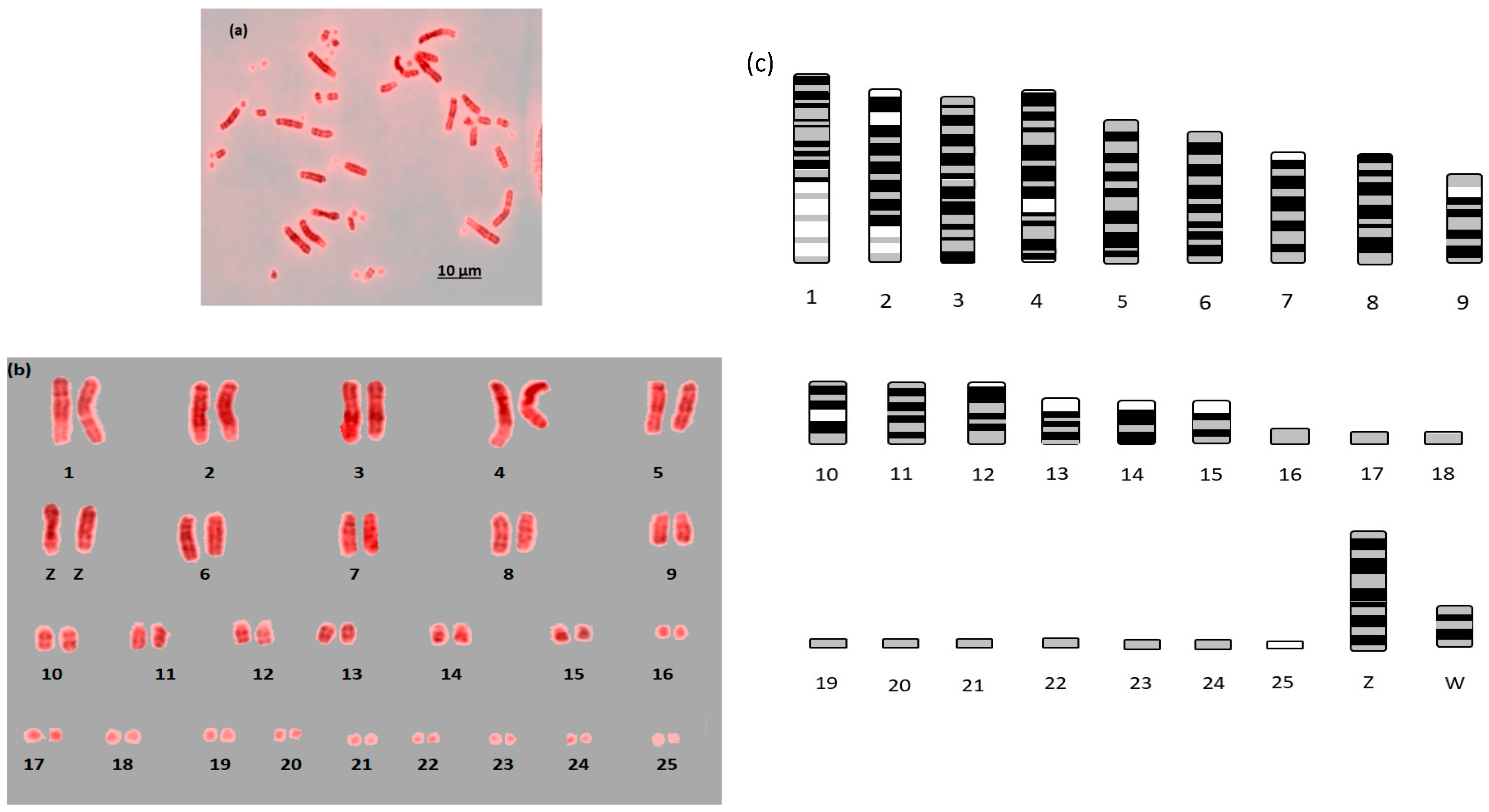 Diversity 10 00113 g002