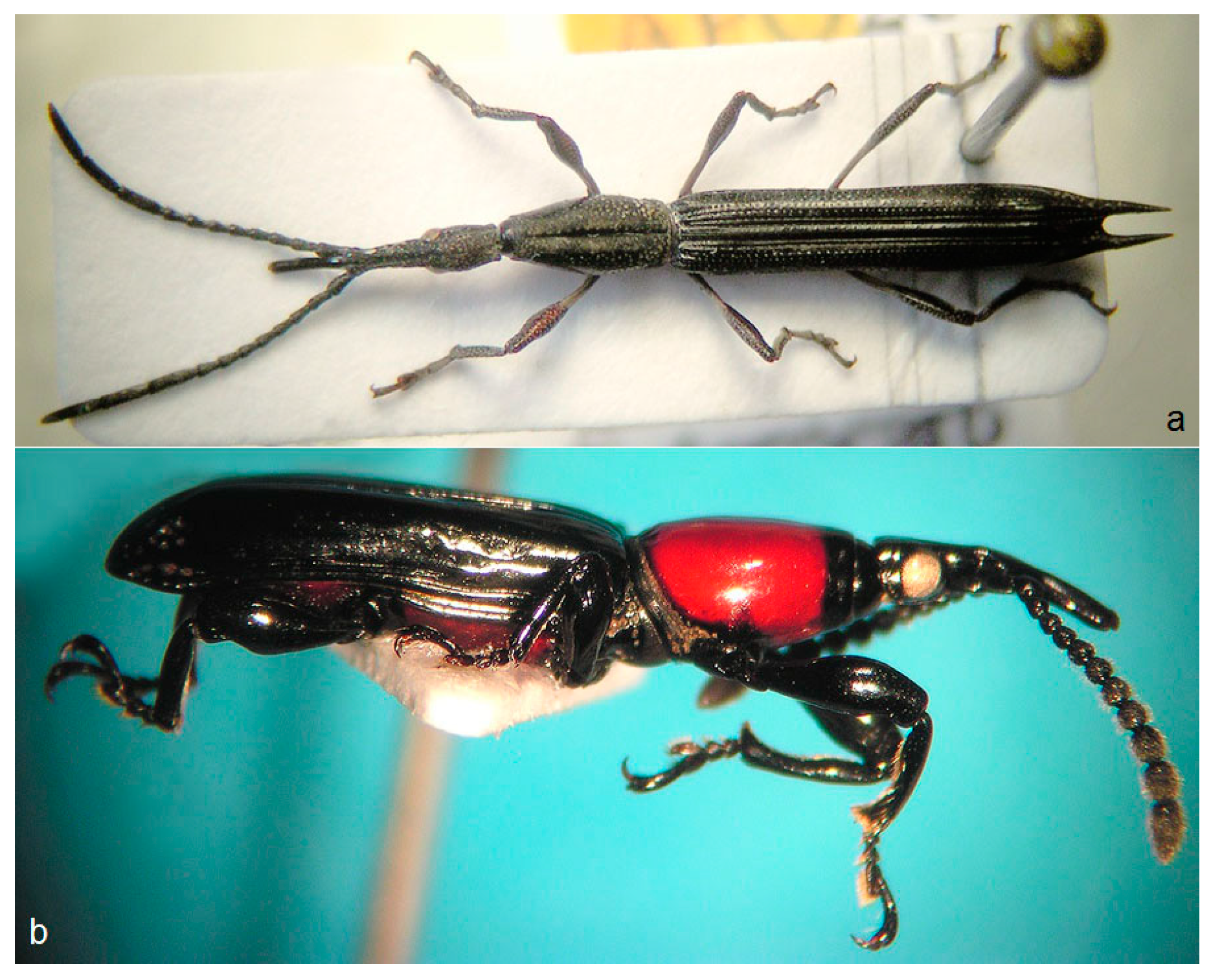 Diversity Free Full Text Diversity Of Curculionoidea In Humid Rain Forest Canopies Of Borneo A Taxonomic Blank Spot Html Diversity Free Full Text Diversity Of Curculionoidea In Humid Rain Forest Canopies Of Borneo A Taxonomic Blank Spot Html