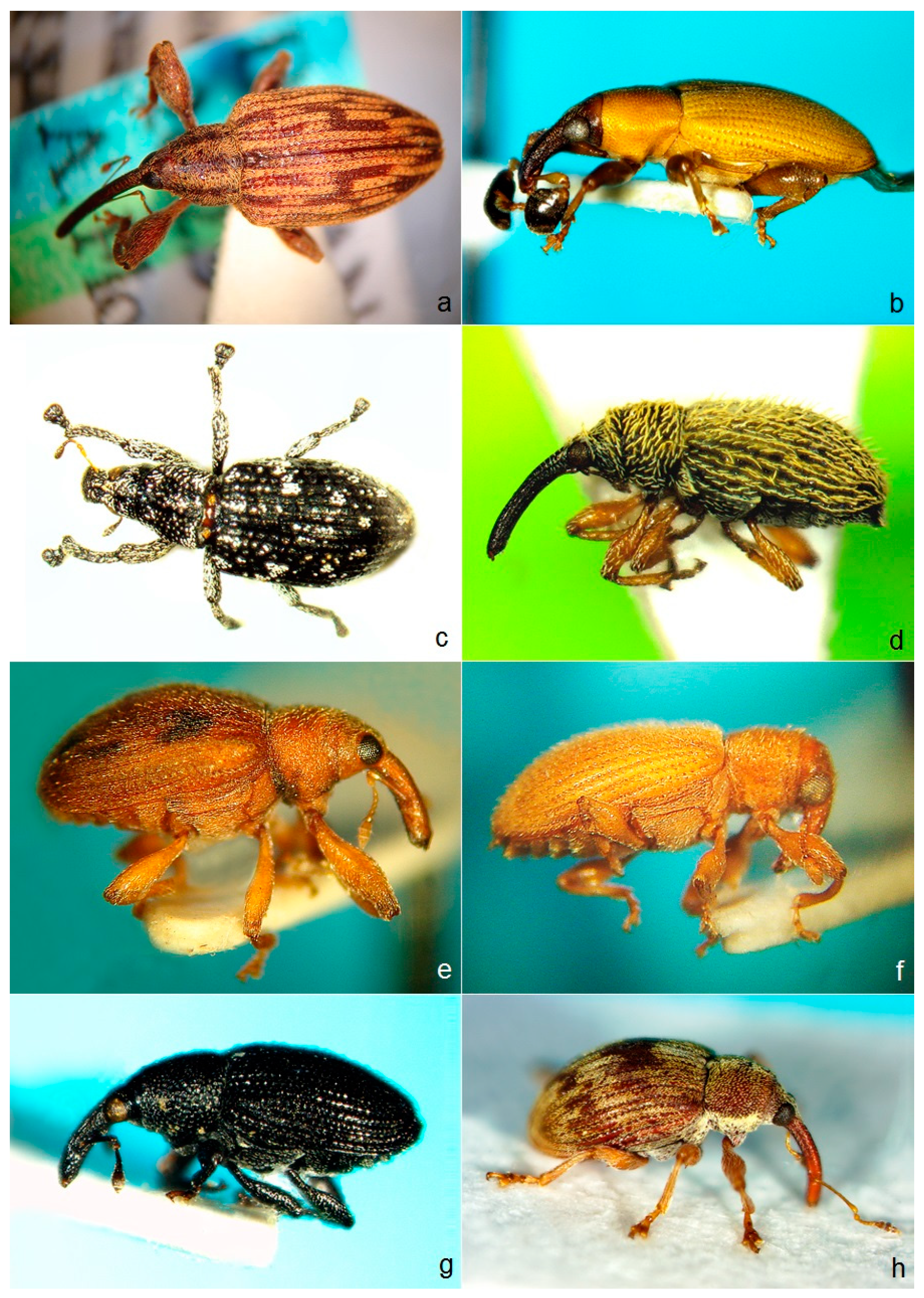Diversity 10 00116 g005