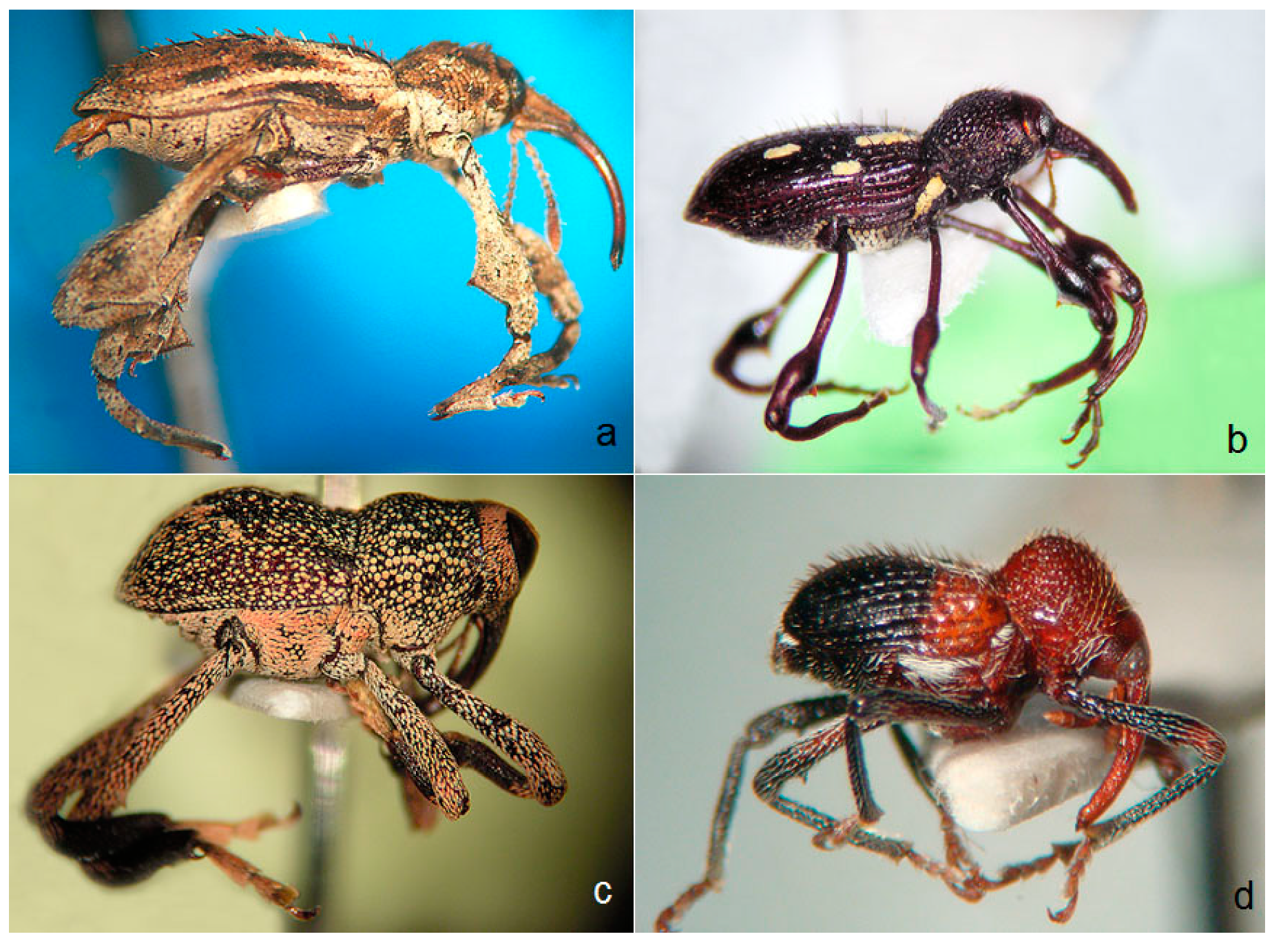 Diversity Free Full Text Diversity Of Curculionoidea In Humid Rain Forest Canopies Of Borneo A Taxonomic Blank Spot Html Diversity Free Full Text Diversity Of Curculionoidea In Humid Rain Forest Canopies Of Borneo A Taxonomic Blank Spot Html