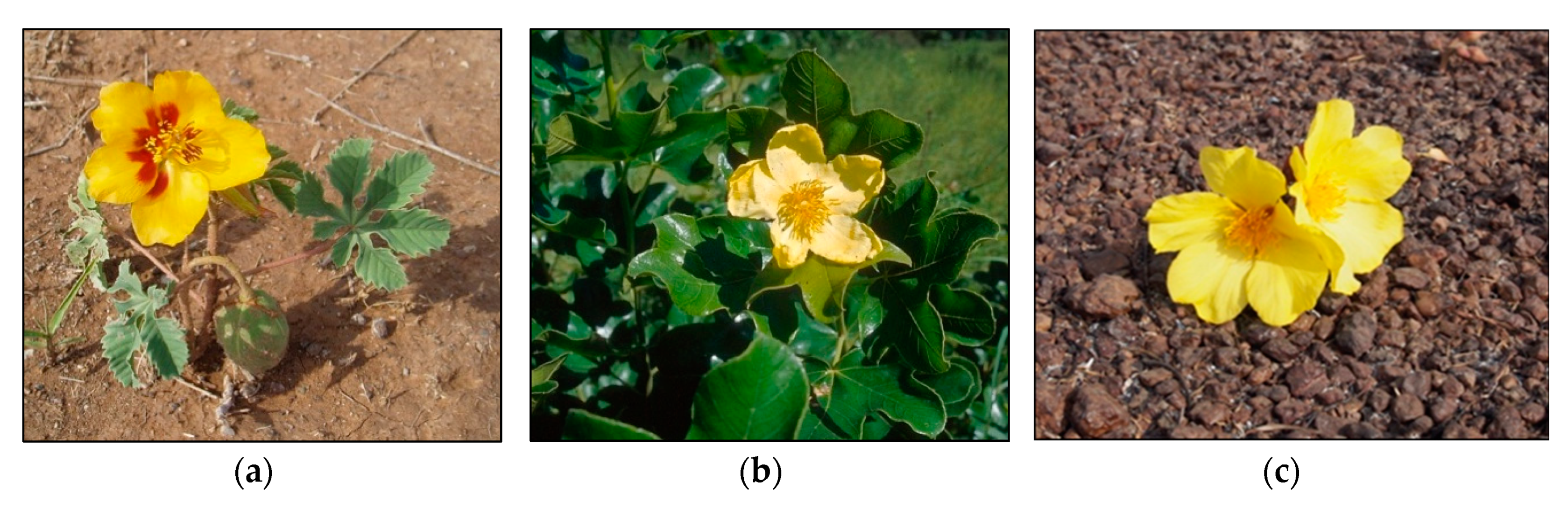 Diversity 10 00123 g002 Diversity 10 00123 g002