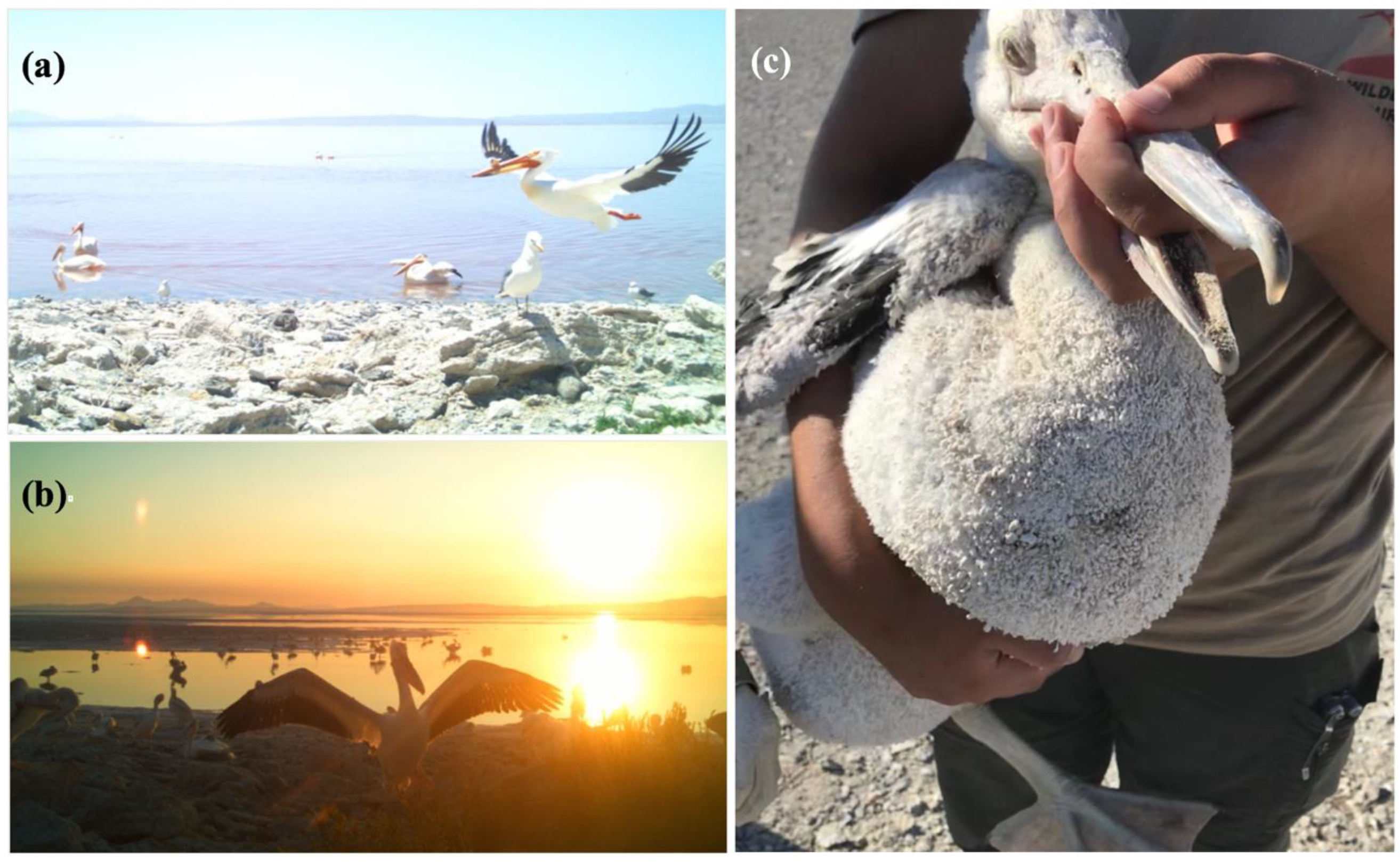 Diversity 10 00124 g002