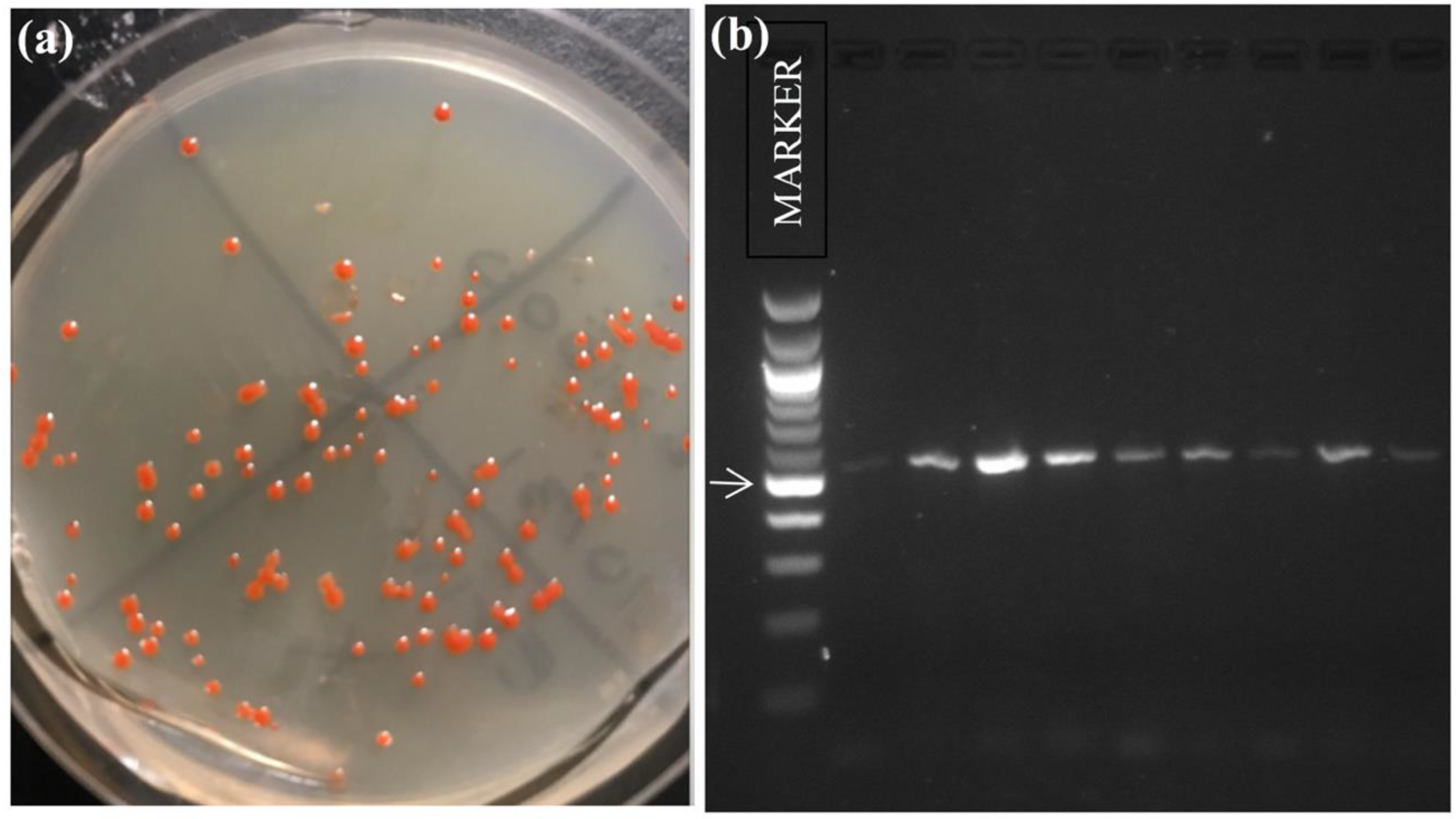 Diversity 10 00124 g004