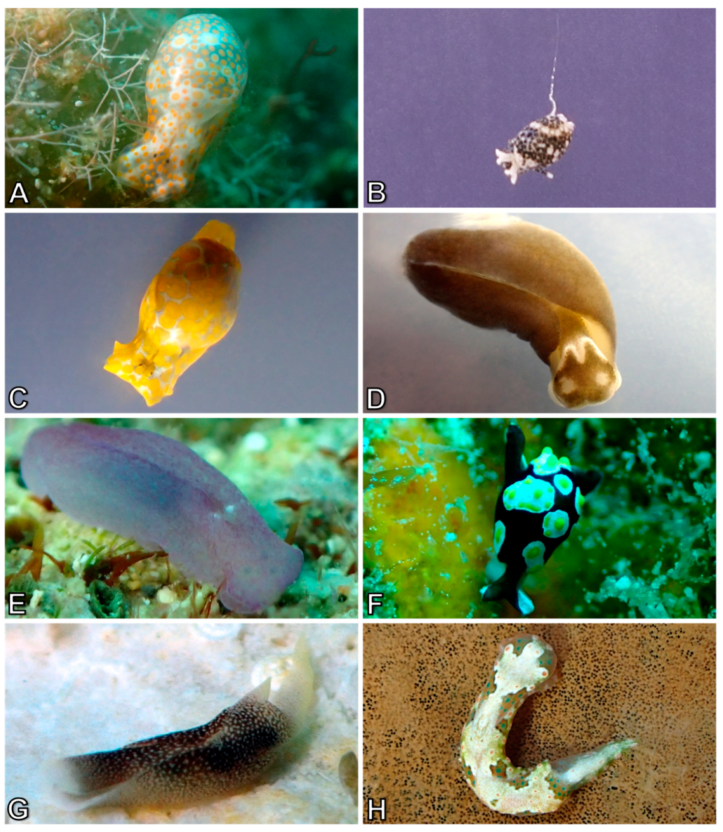 Diversity 10 00127 g002