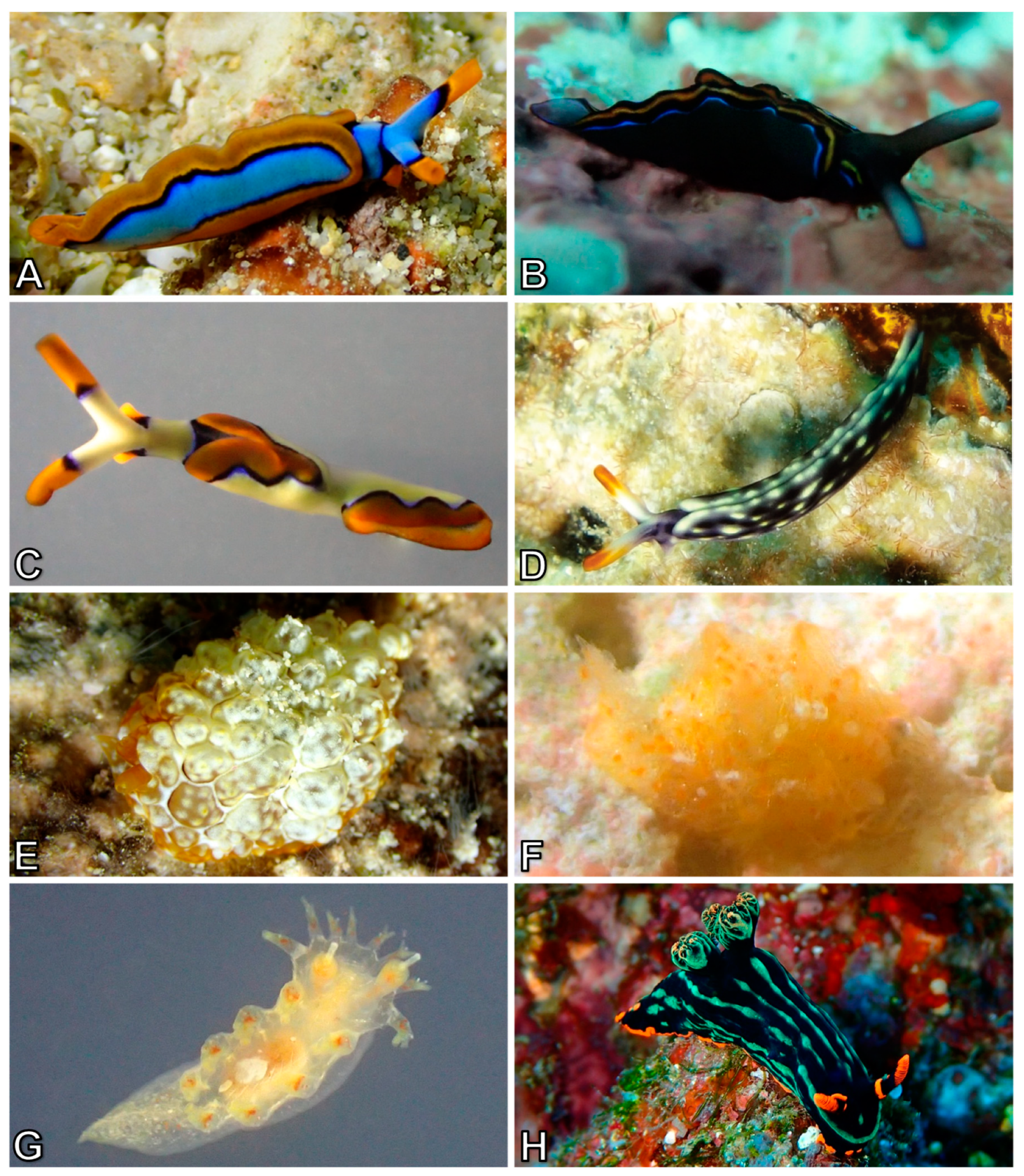 Diversity 10 00127 g006