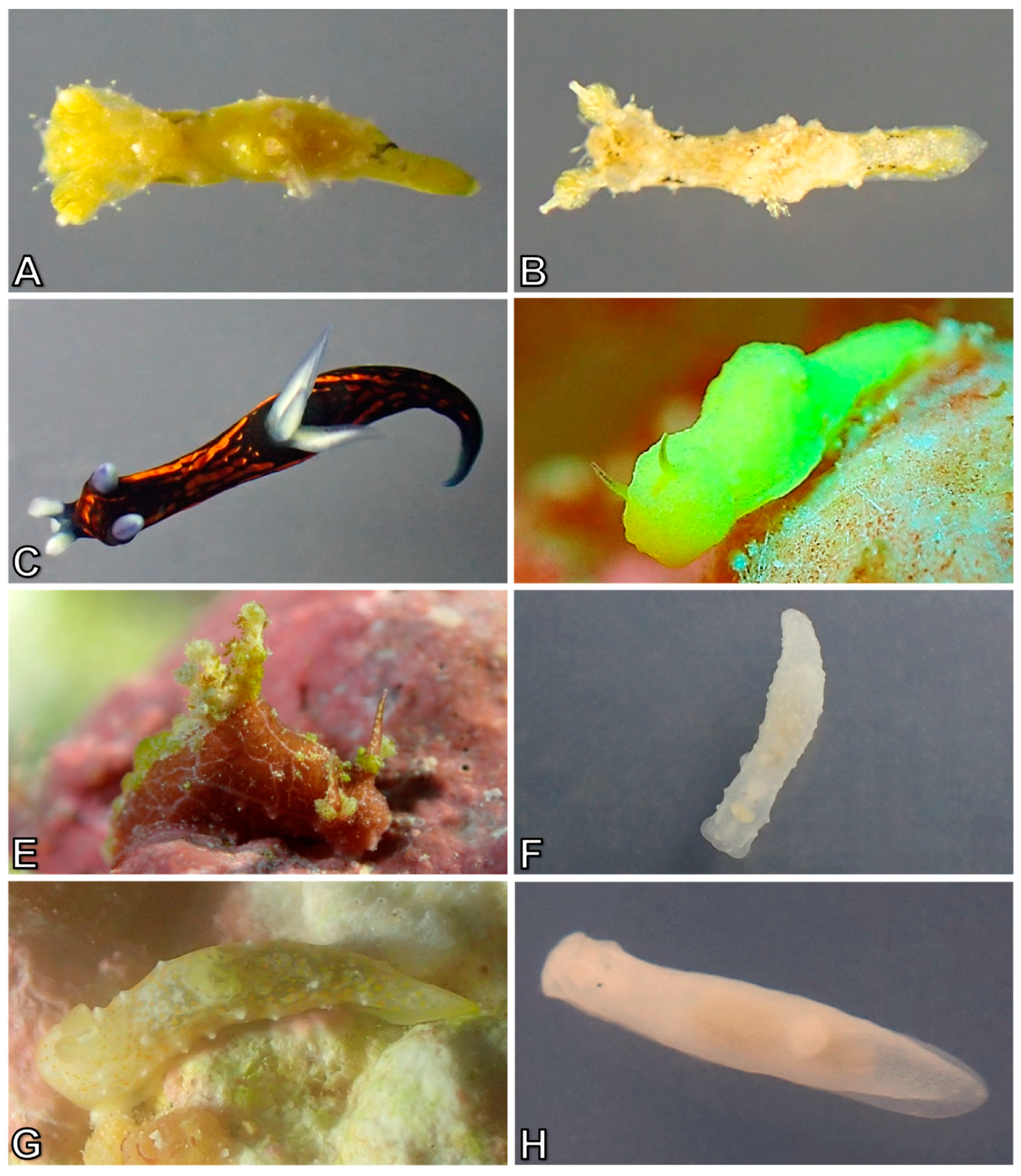 Diversity 10 00127 g007