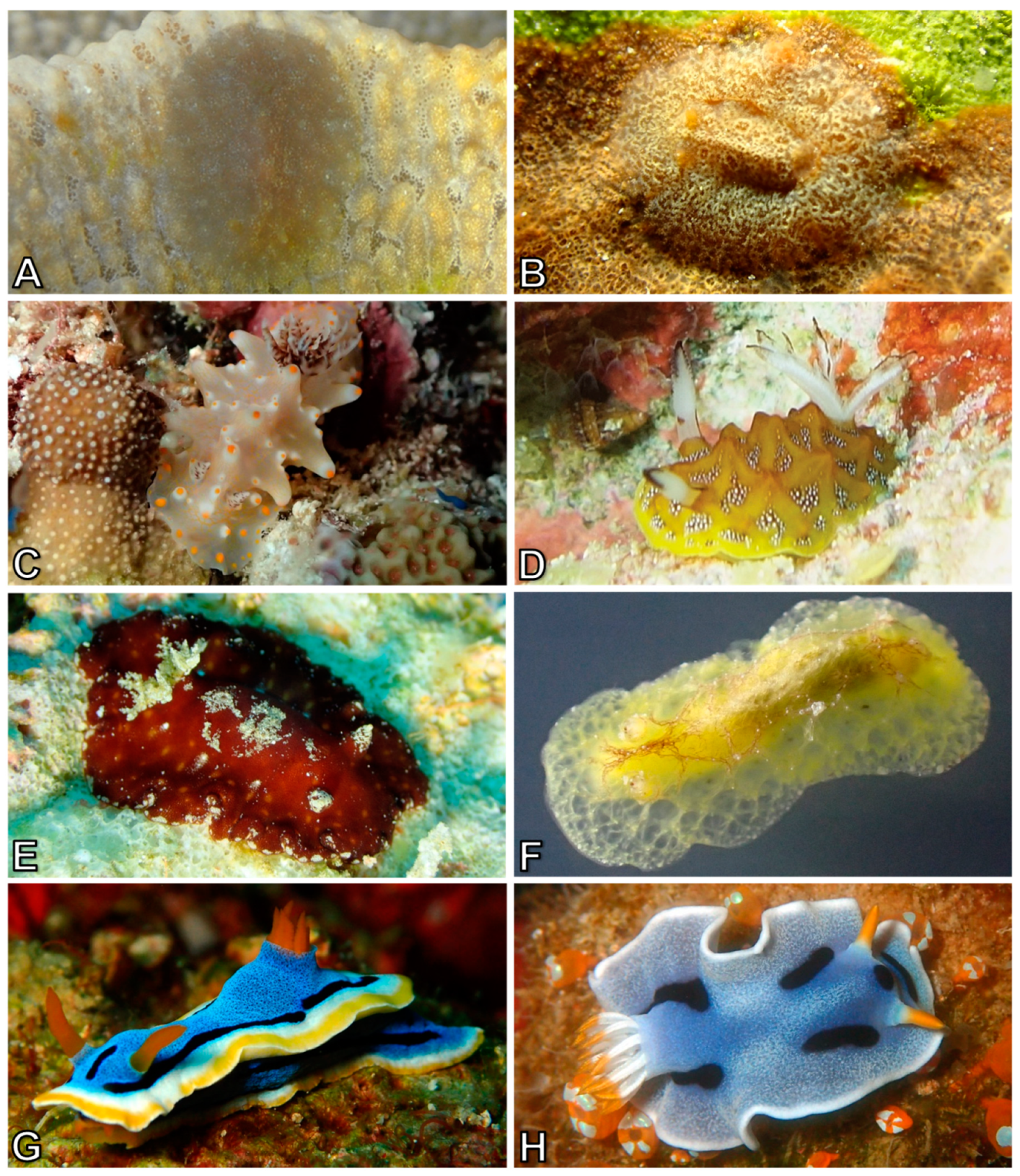 Diversity 10 00127 g008