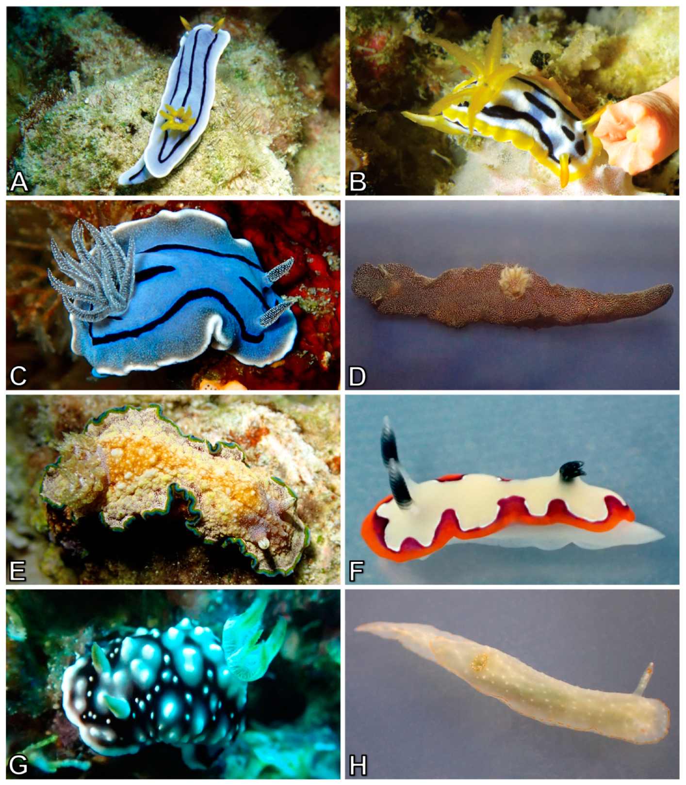 Diversity 10 00127 g009