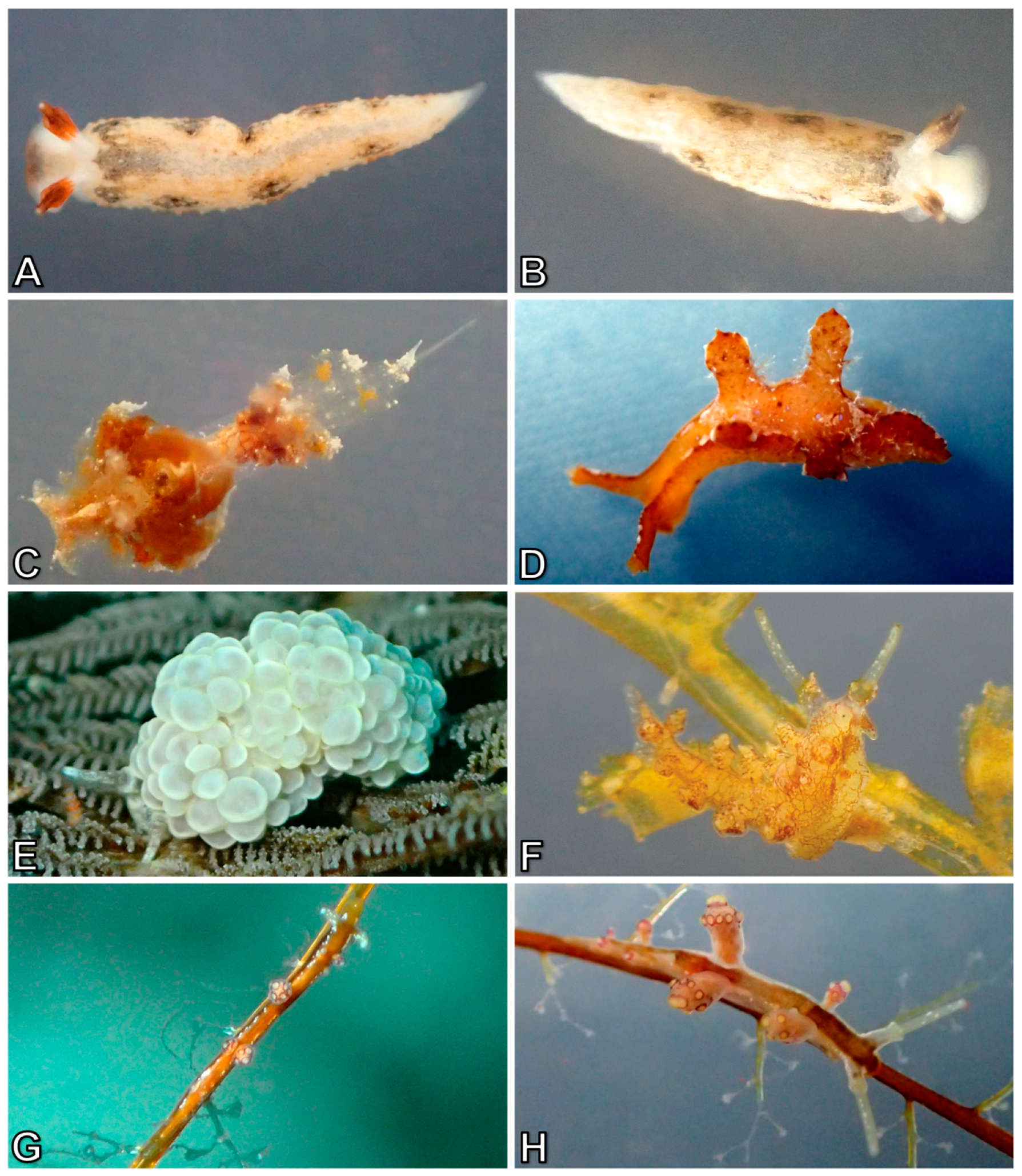 Diversity 10 00127 g012