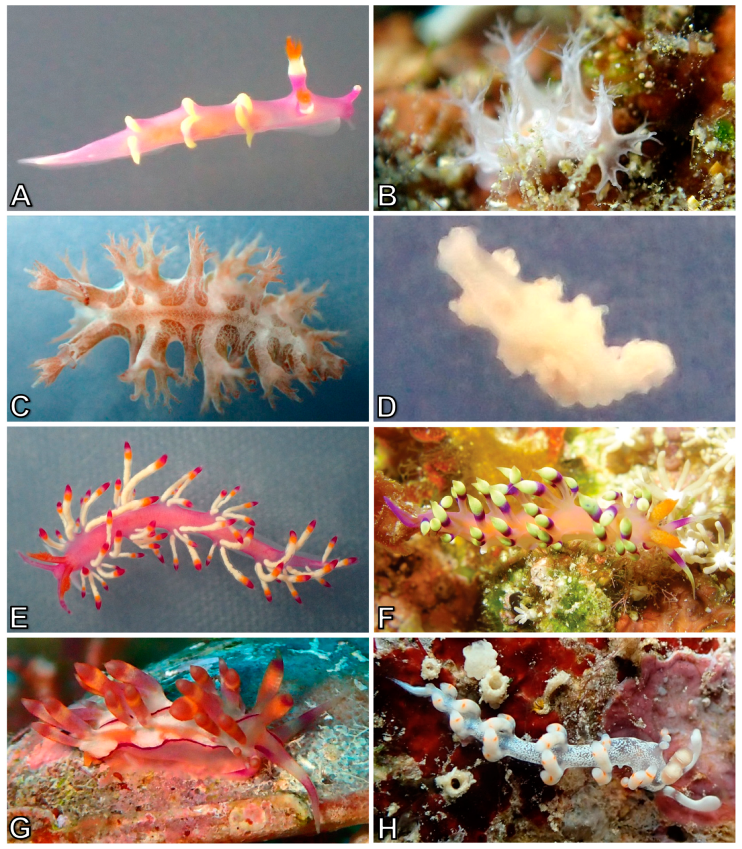 Diversity 10 00127 g013