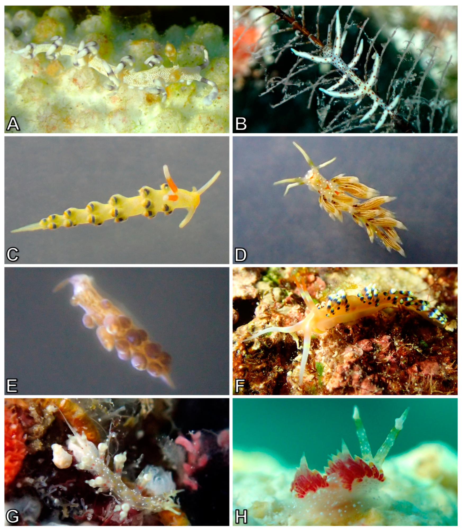 Diversity 10 00127 g014