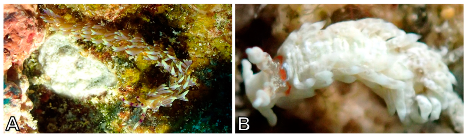 Diversity 10 00127 g016