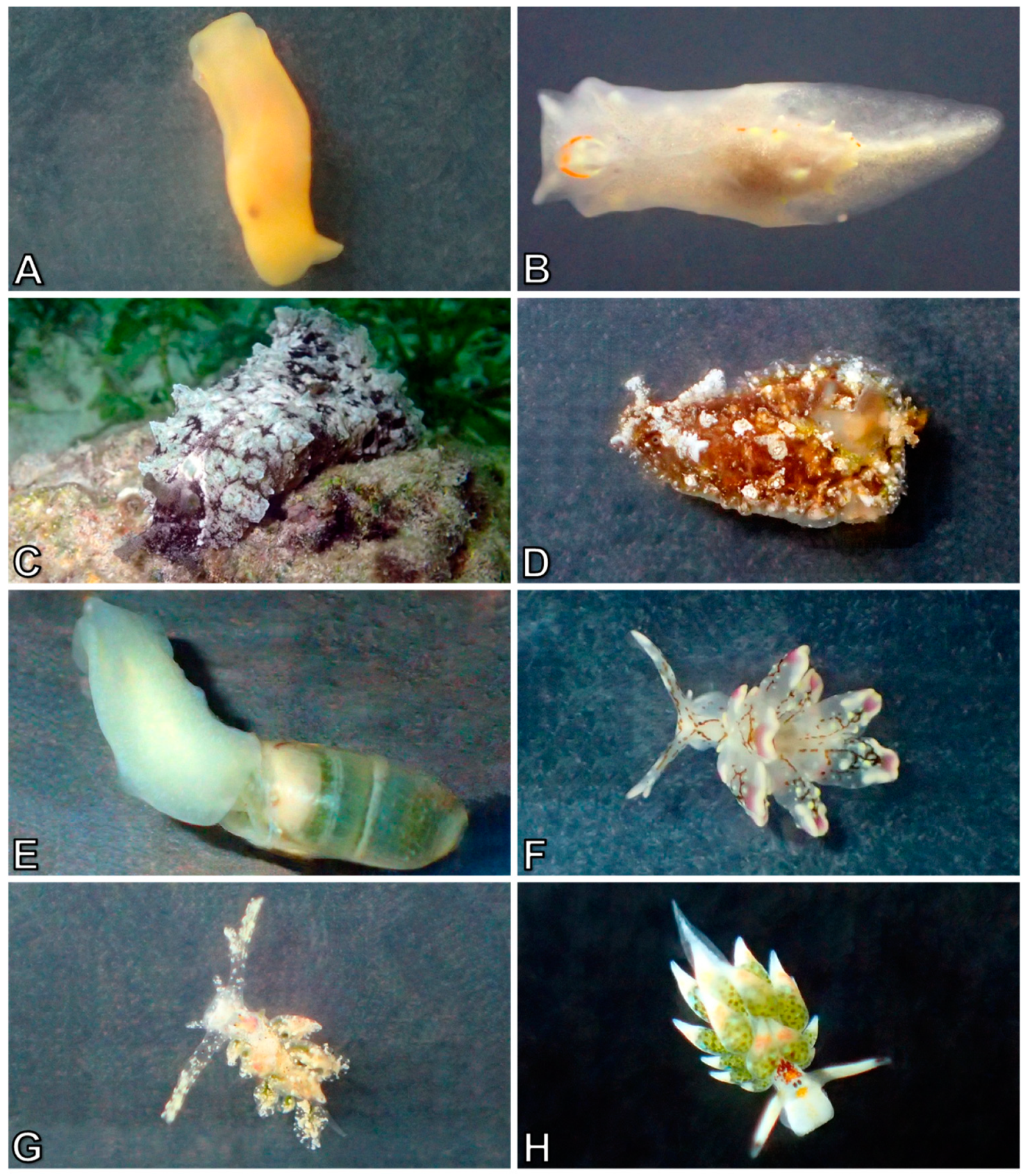 Diversity 10 00127 g017