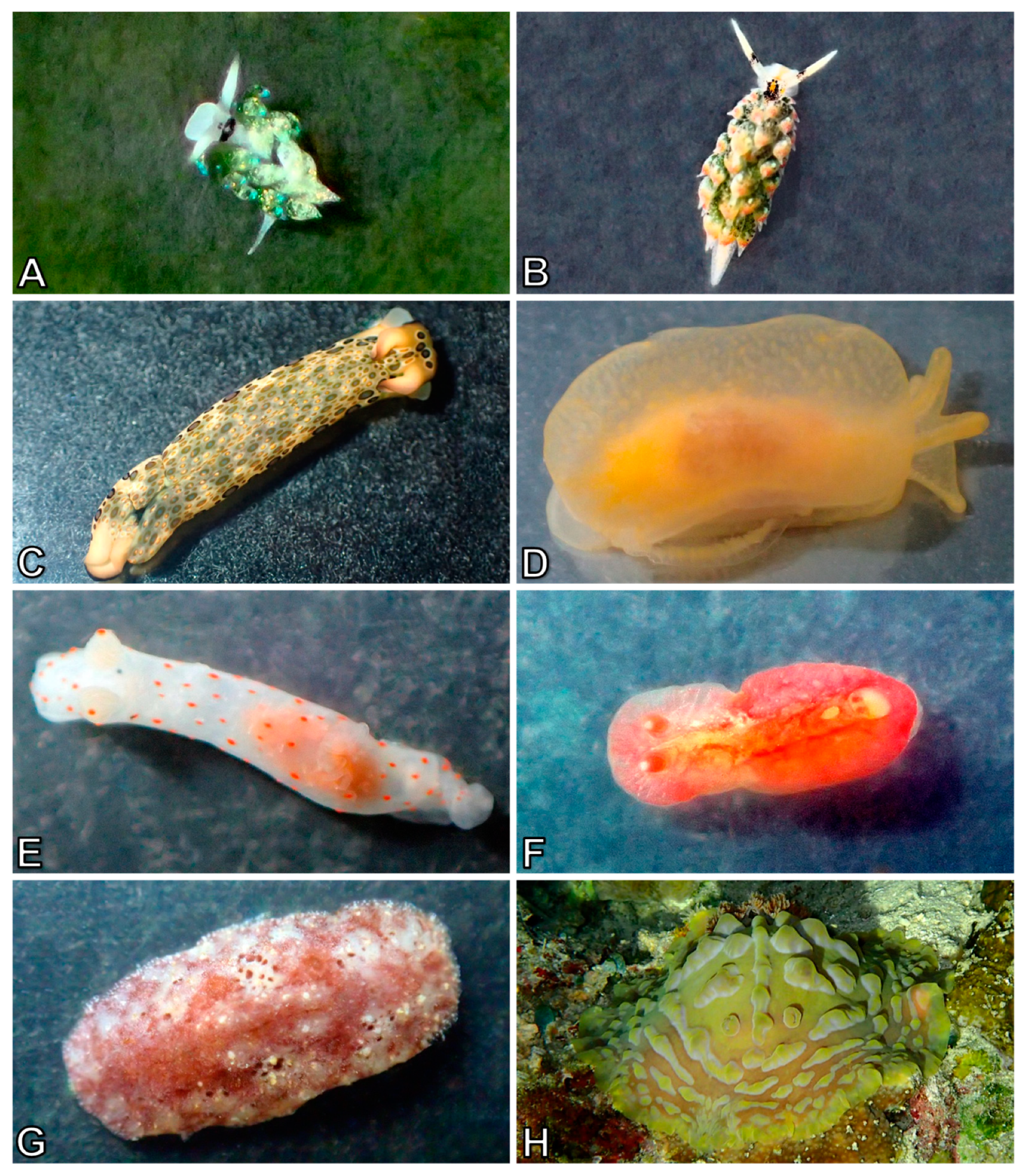 Diversity 10 00127 g018