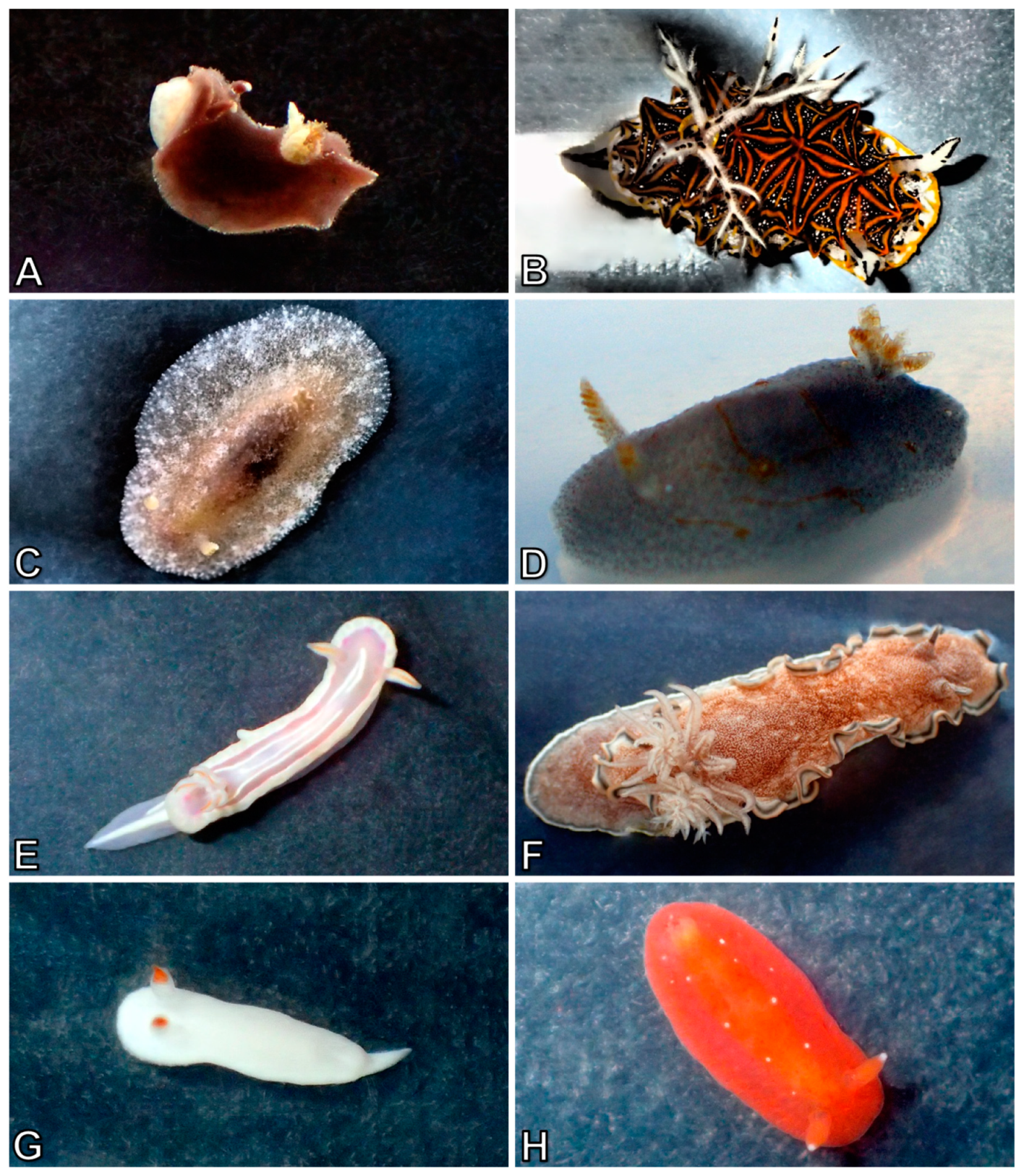 Diversity 10 00127 g019