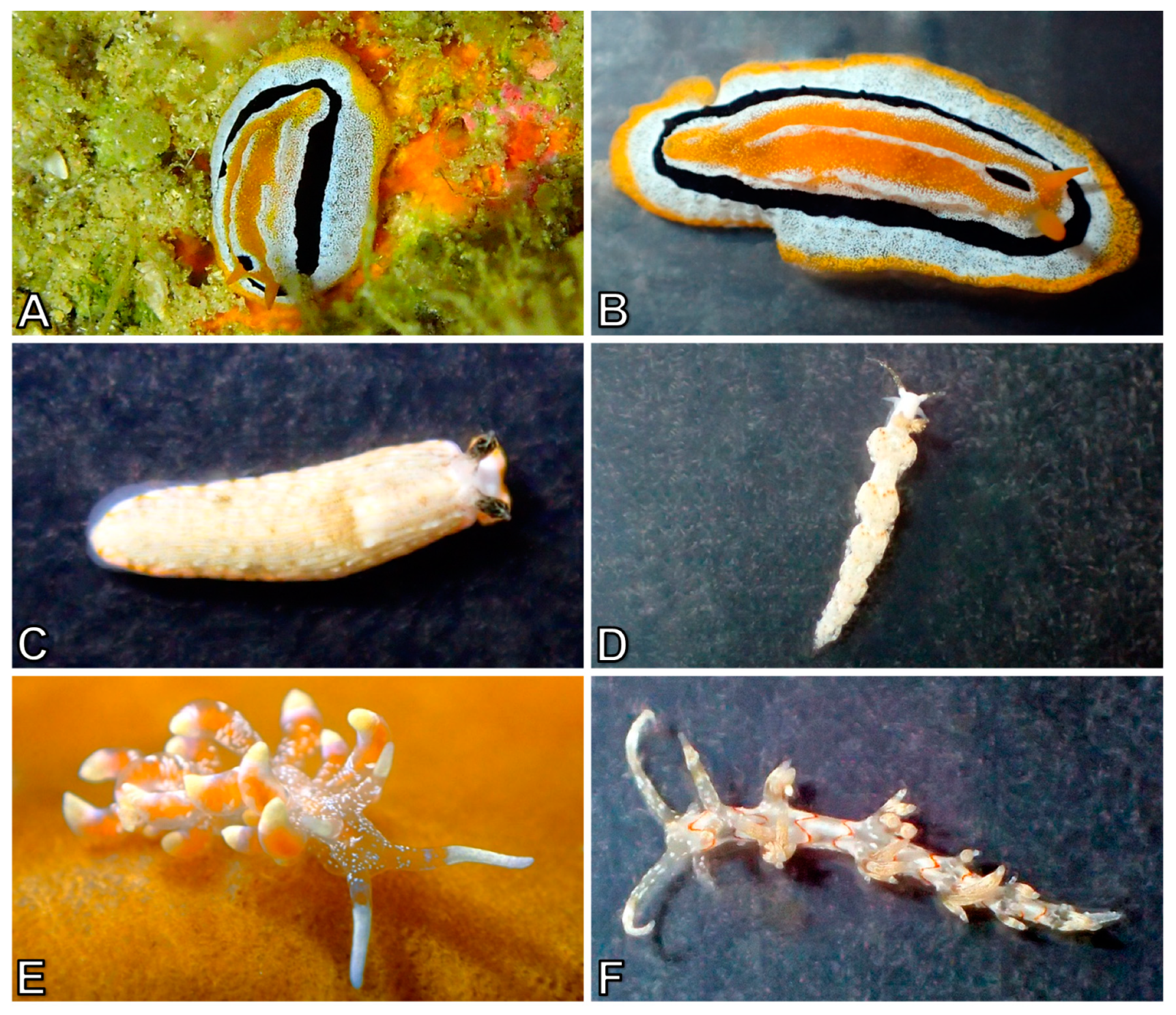 Diversity 10 00127 g020