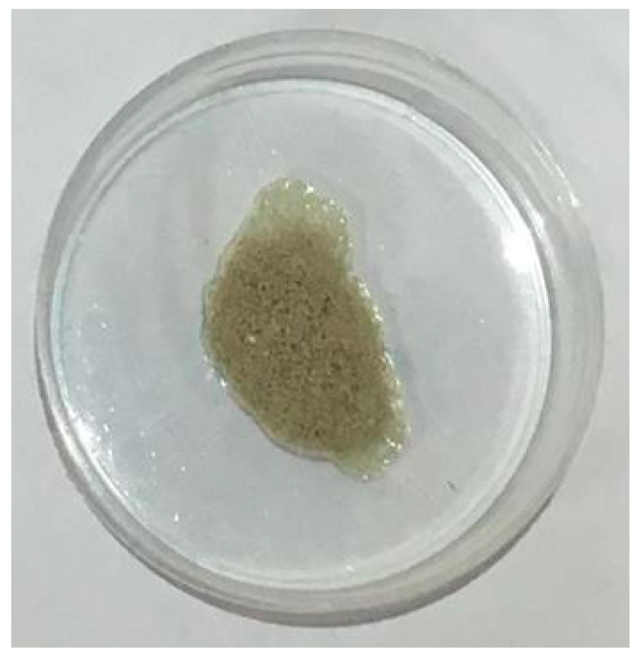 Diversity 10 00128 g001