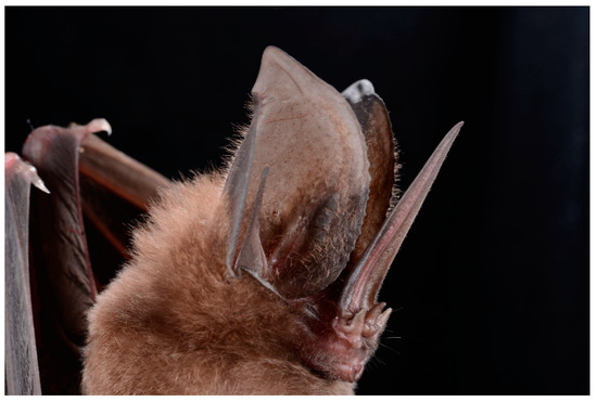 Diversity Special Issue And Conservation Of Bats Open Accessarticle