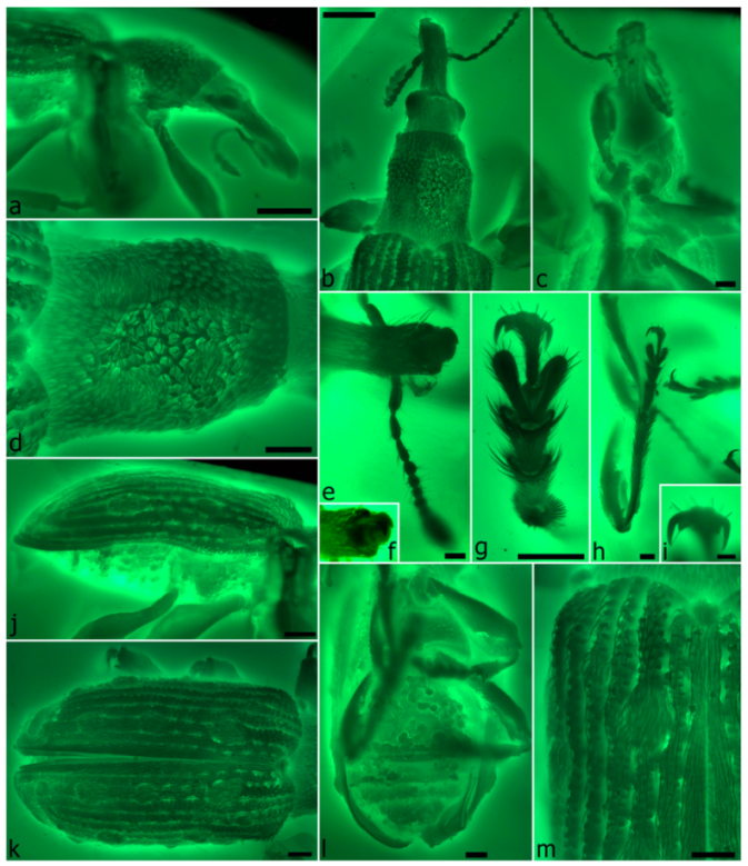 Diversity 11 00001 g020