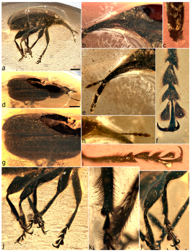 Diversity 11 00001 g043