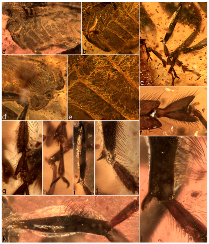 Diversity 11 00001 g045