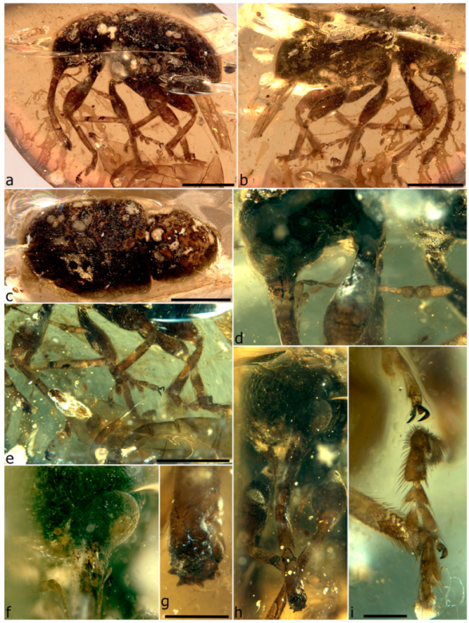 Diversity 11 00001 g055
