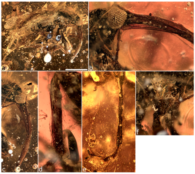 Diversity 11 00001 g063