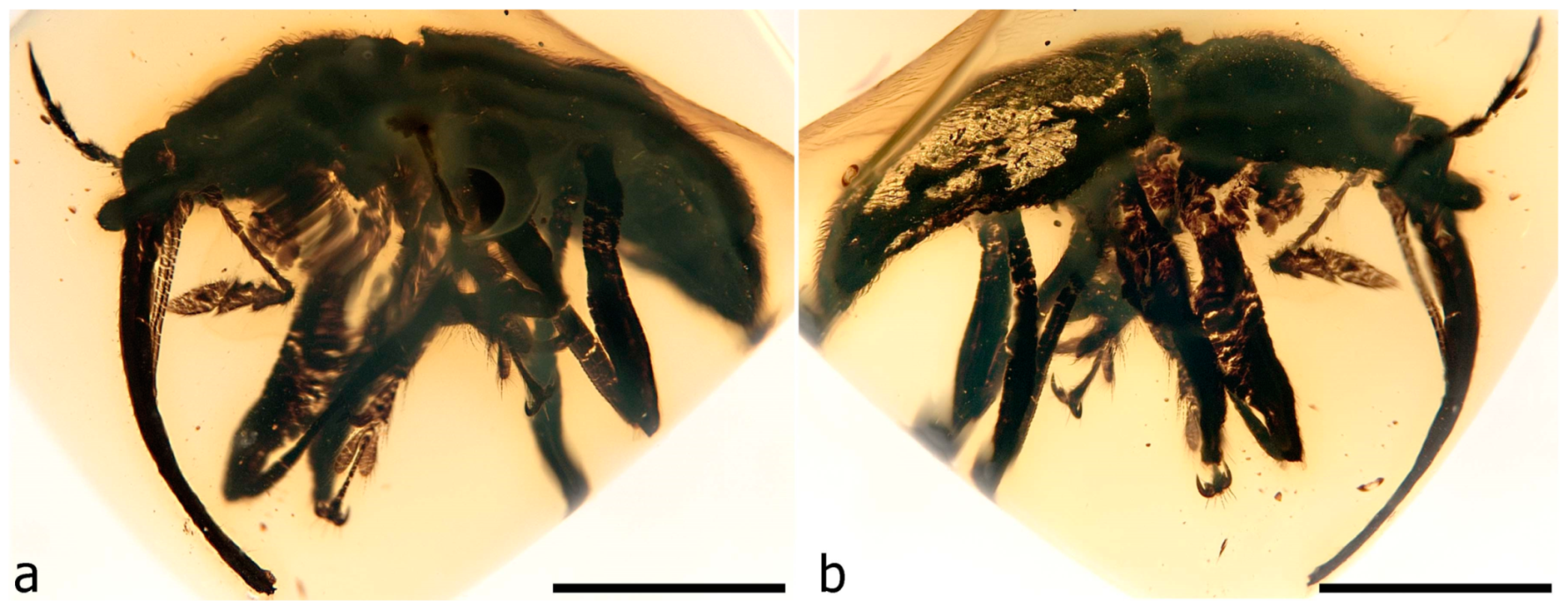 Diversity 11 00001 g064