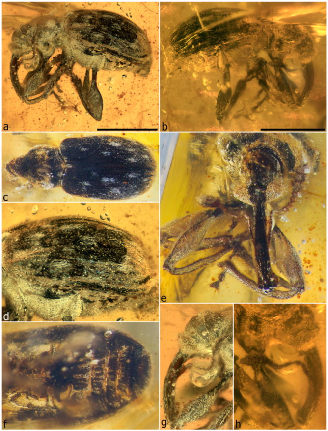 Diversity 11 00001 g065