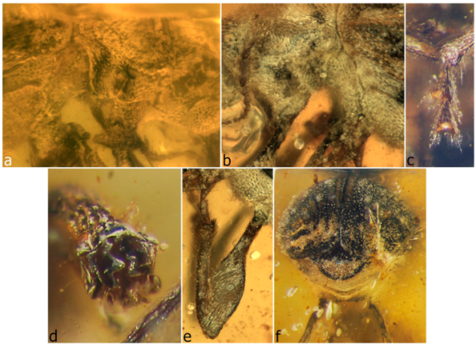 Diversity 11 00001 g066