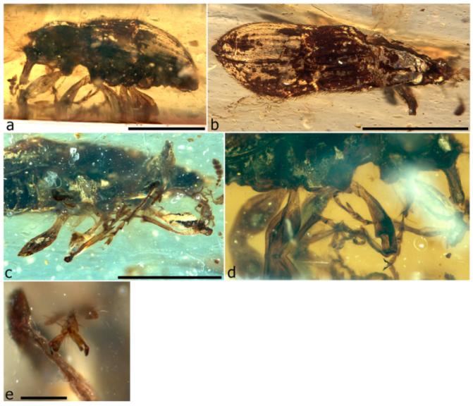 Diversity 11 00001 g067